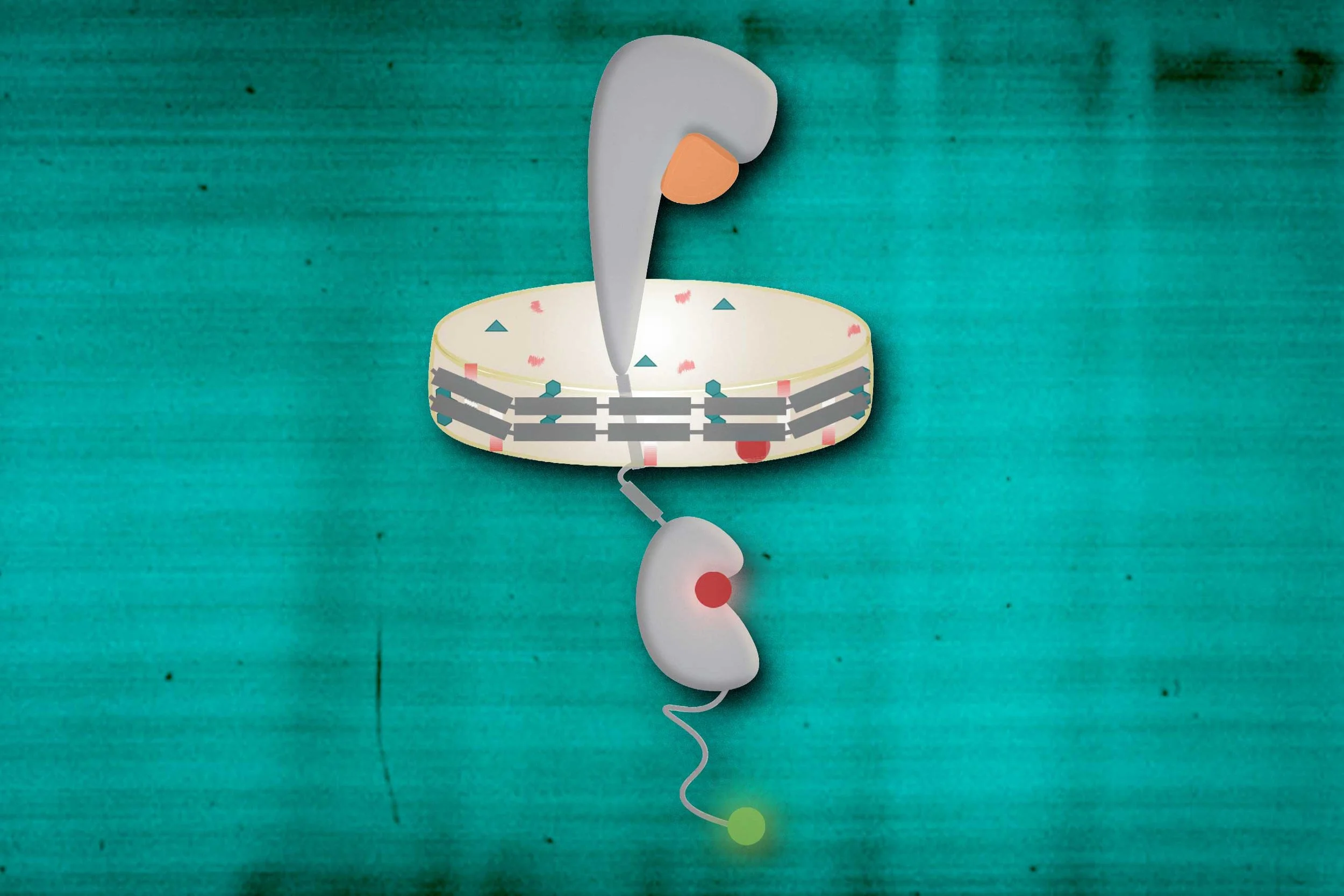 Representación del receptor EGFR (gris) insertado en una membrana artificial o nanodisco (beige): al aumentar el colesterol, la membrana se vuelve más rígida y se reduce la señalización celular, un mecanismo clave en el control del crecimiento.