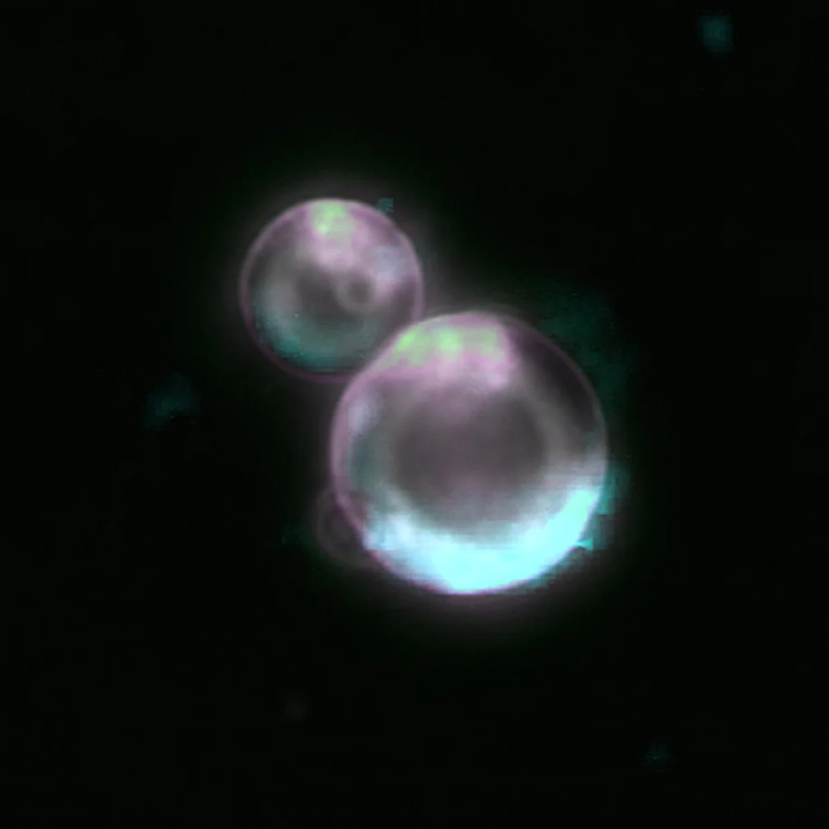 Imagen compuesta obtenida mediante microscopía que muestra varias SpudCell, células sintéticas capaces de imitar funciones esenciales de las células vivas, como crecer, replicar su ADN y dividirse.
