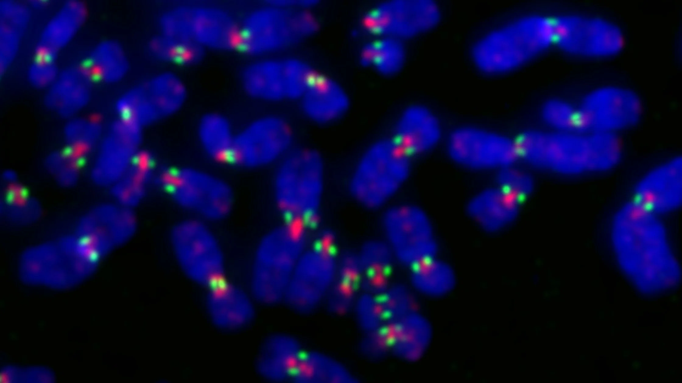 El ADN aparece teñido en azul, mientras que el verde señala la proteína CENP-A, una variante de la histona característica de los centrómeros y fundamental para establecer el lugar donde se forma el cinetocoro.