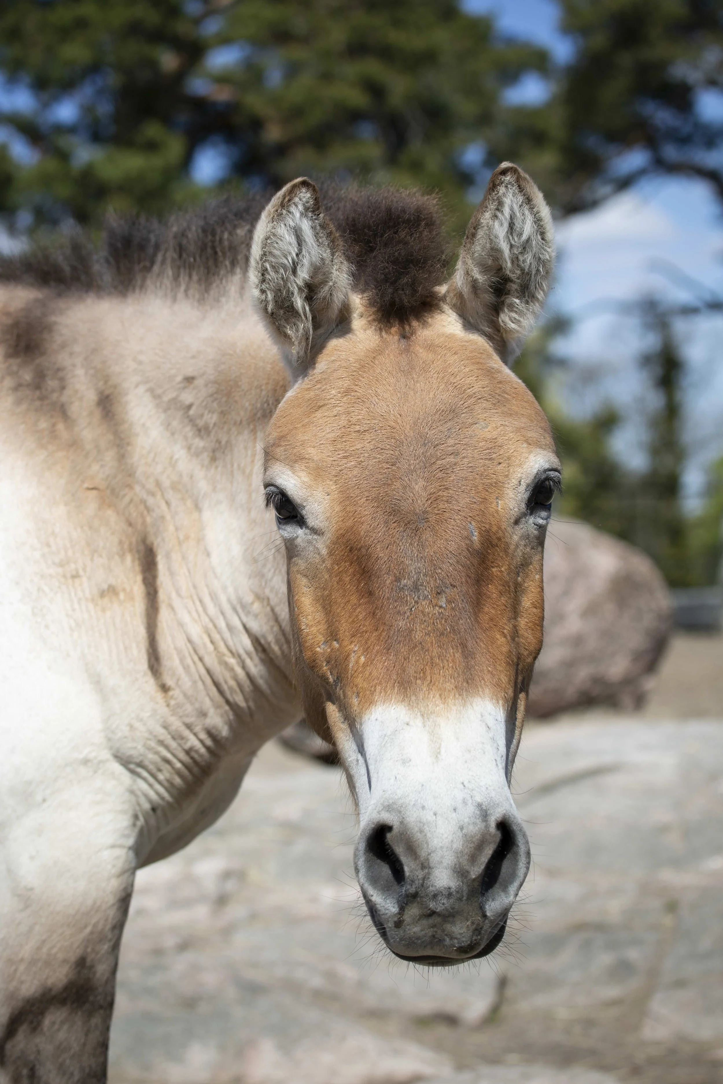 Un ejemplar de caballo de Przewalski en el zoológico de Korkeasaari, en Helsinki. Fue considerado durante mucho tiempo el último caballo verdaderamente salvaje del planeta.