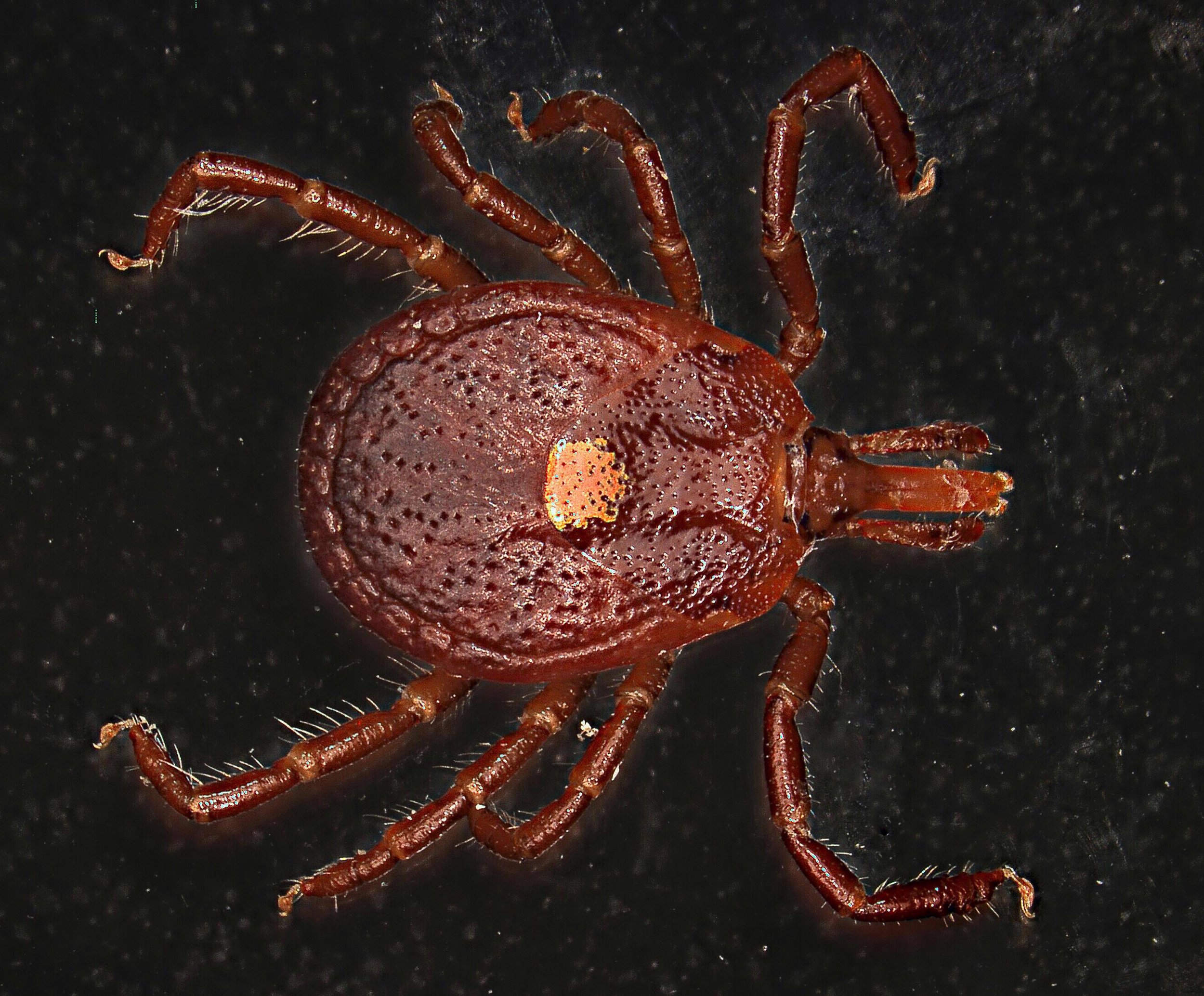 Ejemplar de garrapata de la especie Amblyomma americanum, conocida popularmente como la Lone Star por la mancha blanca en su dorso. Este ácaro está implicado en el síndrome de alfa-gal (AGS) tras la ingesta de carne roja.