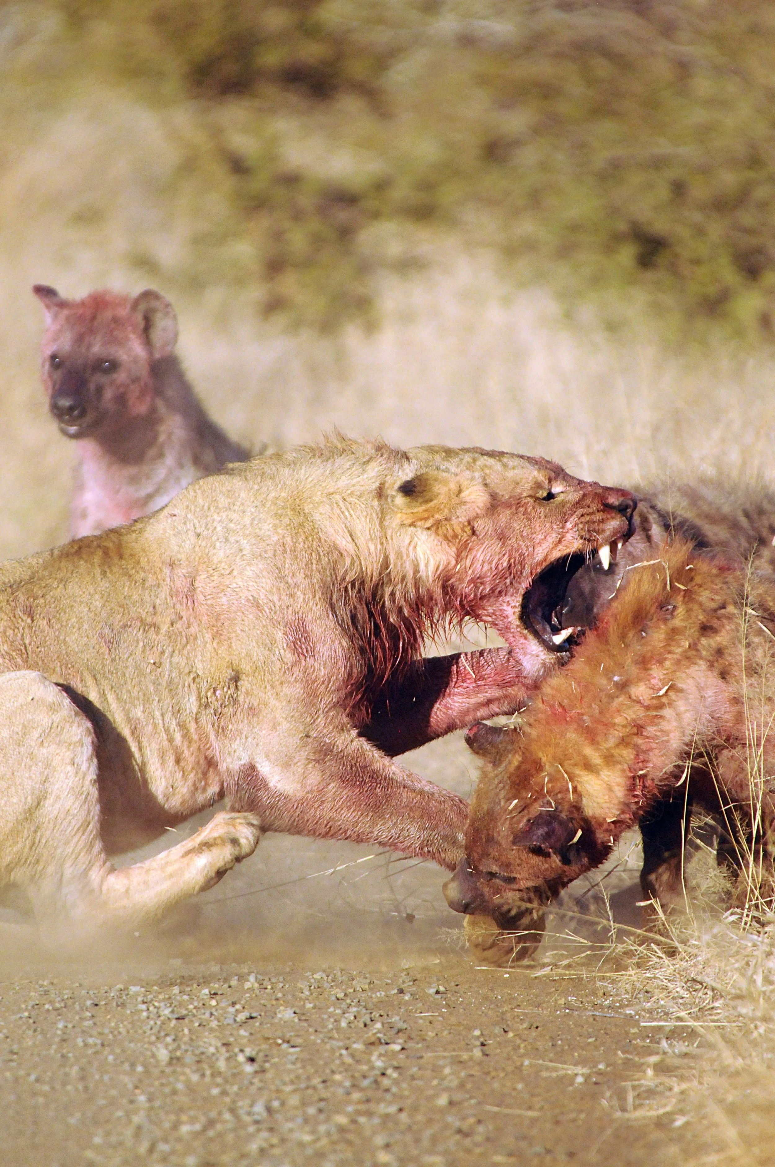 Los leones pueden herir o matar a las hienas, una amenaza que explica por qué estas suelen cederles el paso.