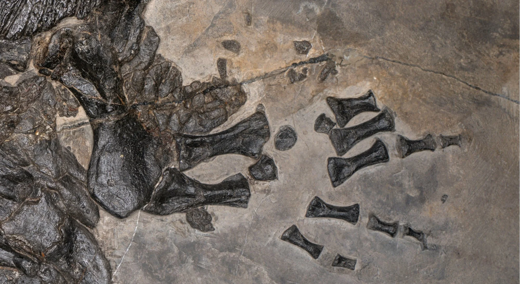 Detalle de la mano izquierda fosilizada del Gerrothorax maritimus. La conservación de sus pequeños huesos refuerza la hipótesis de que este anfibio vivía permanentemente en el océano.