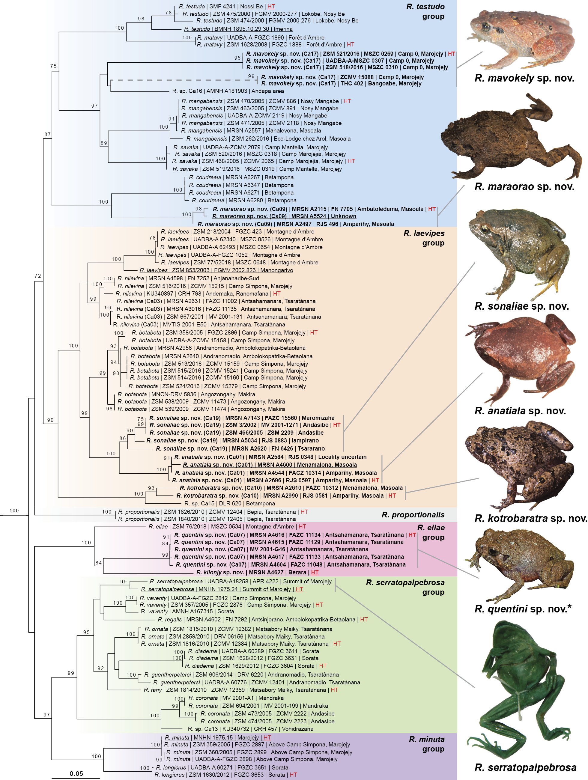 Árbol evolutivo del género Rhombophryne.