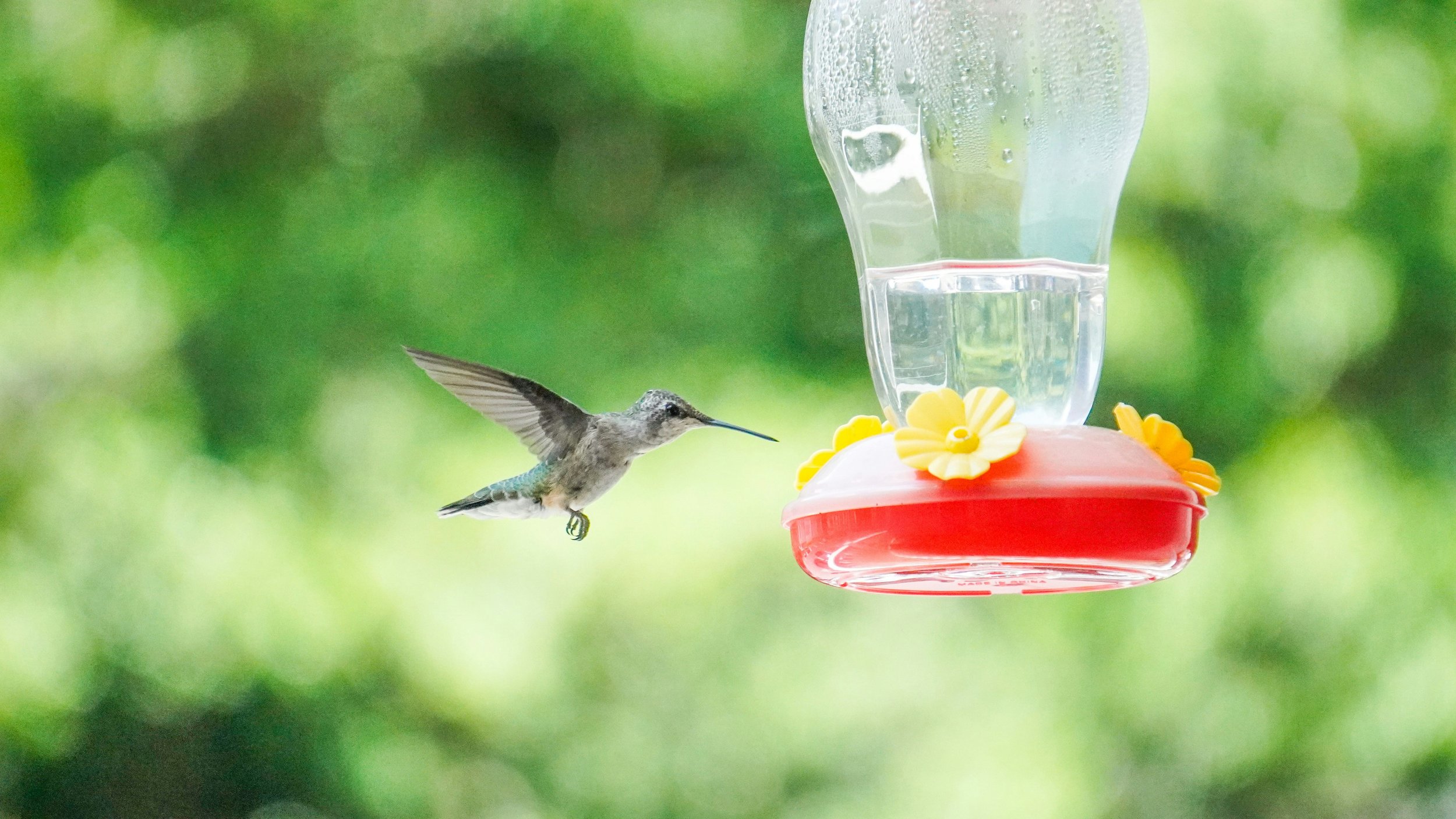 Un colibrí se aproxima a un bebedero de néctar. Observar los movimientos y comportamientos de las aves estimula una atención suave que, según los investigadores, puede favorecer la concentración sin producir agotamiento menta