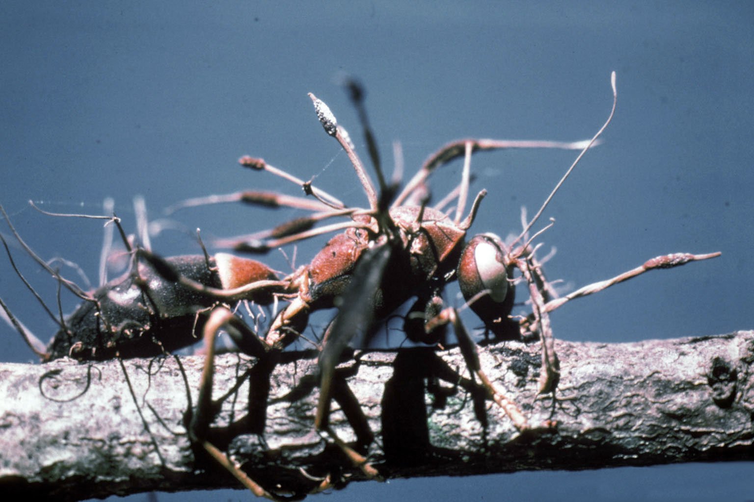 El hongo Cordyceps emerge del cuerpo de una avispa tras completar su ciclo de infección.