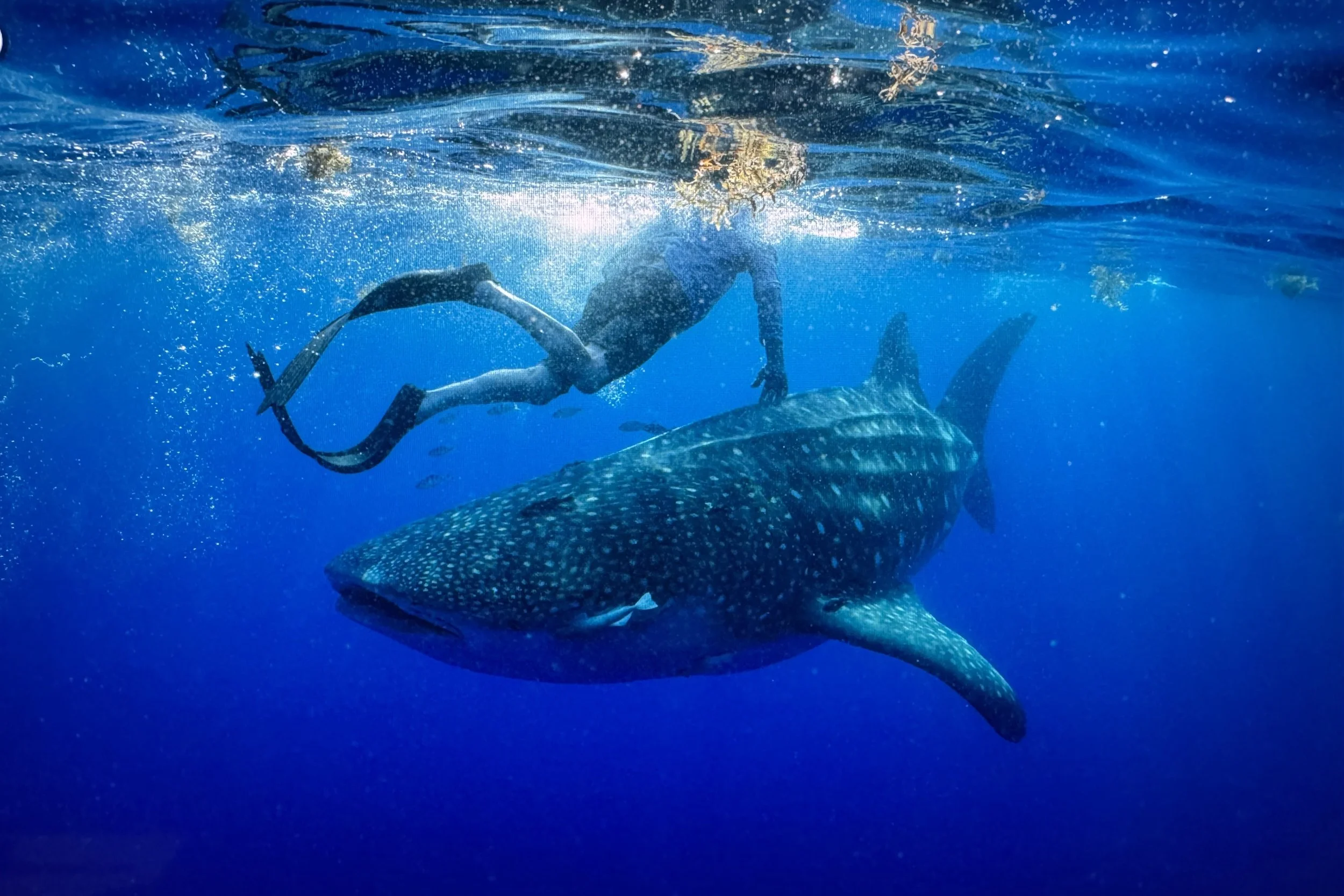 El médico Larry Spetka nada junto a Larry, el tiburón ballena bautizado en su honor tras ser marcado con un transmisor satelital en el golfo de Florida en mayo de 2025.