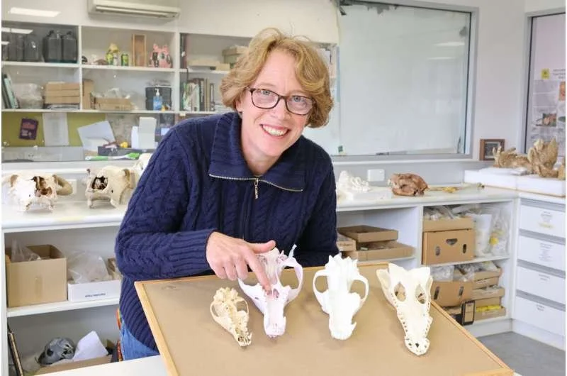 La profesora Vera Weisbecker, de la Universidad de Flinders, compara el hocico del tilacino con modelos de las mandíbulas superiores de un lobo, un zorro y un cocodrilo.
