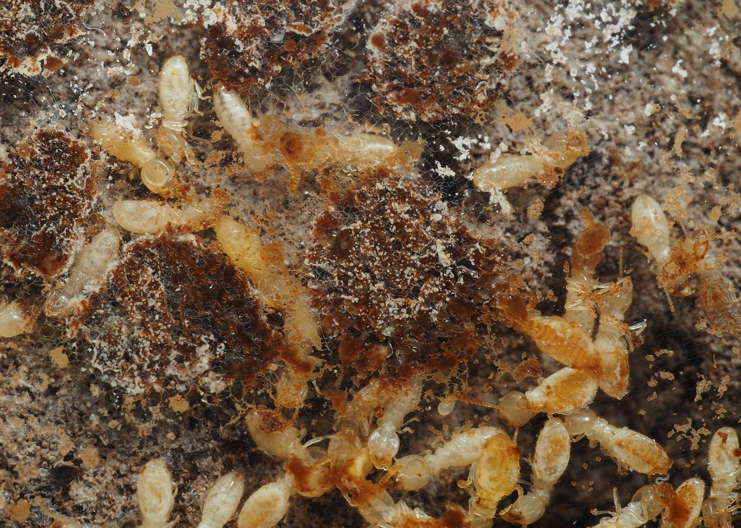 Las termitas trabajadoras que acumulan ácido úrico presentan mayor riesgo de morir tras una infección por patógenos, un proceso clave en el colapso de la colonia.