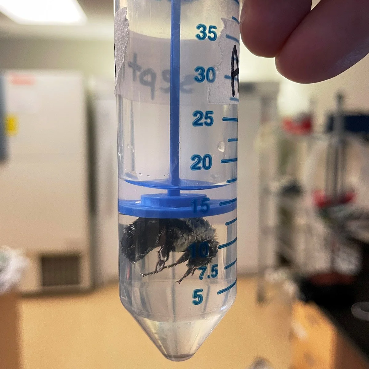 Una reina de abejorro, sumergida en un tubo de ensayo durante un experimento de laboratorio diseñado para simular inundaciones en refugios subterráneos.