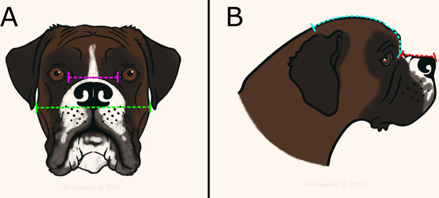 Mediciones realizadas a partir de fotografías del cráneo de los perros permiten calcular proporciones clave de su anatomía, como el ancho relativo de los ojos y la longitud del hocico en relación con la cabeza