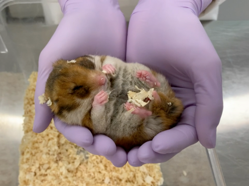 Un investigador sostiene un hámster sirio durante la hibernación. En este estado, el animal reduce de forma controlada su temperatura corporal, respiración, ritmo cardiaco y consumo de energía.