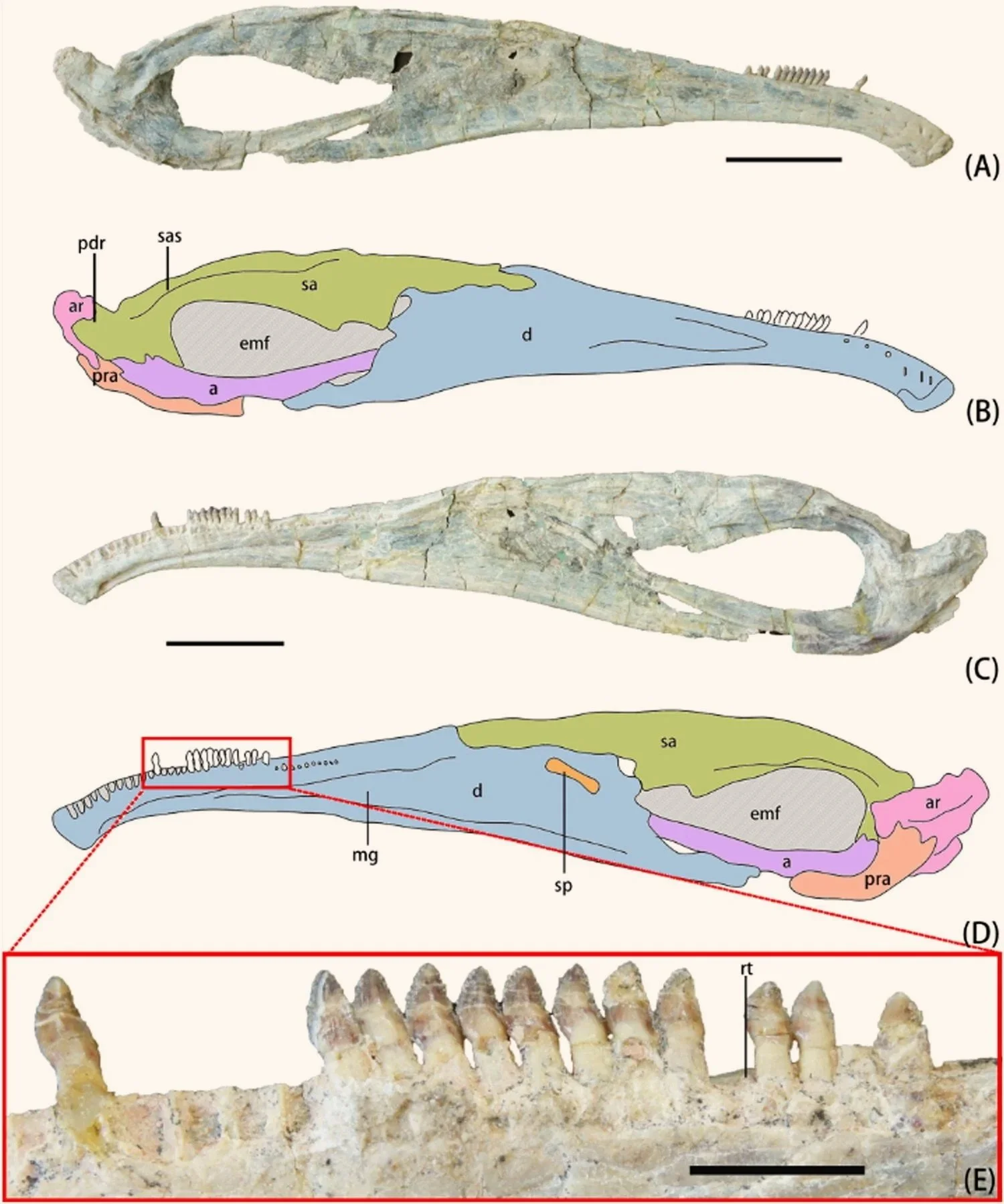 Mandíbula derecha del Kayrasaurus changliensis, con detalle de su hilera de pequeños dientes densamente agrupados.