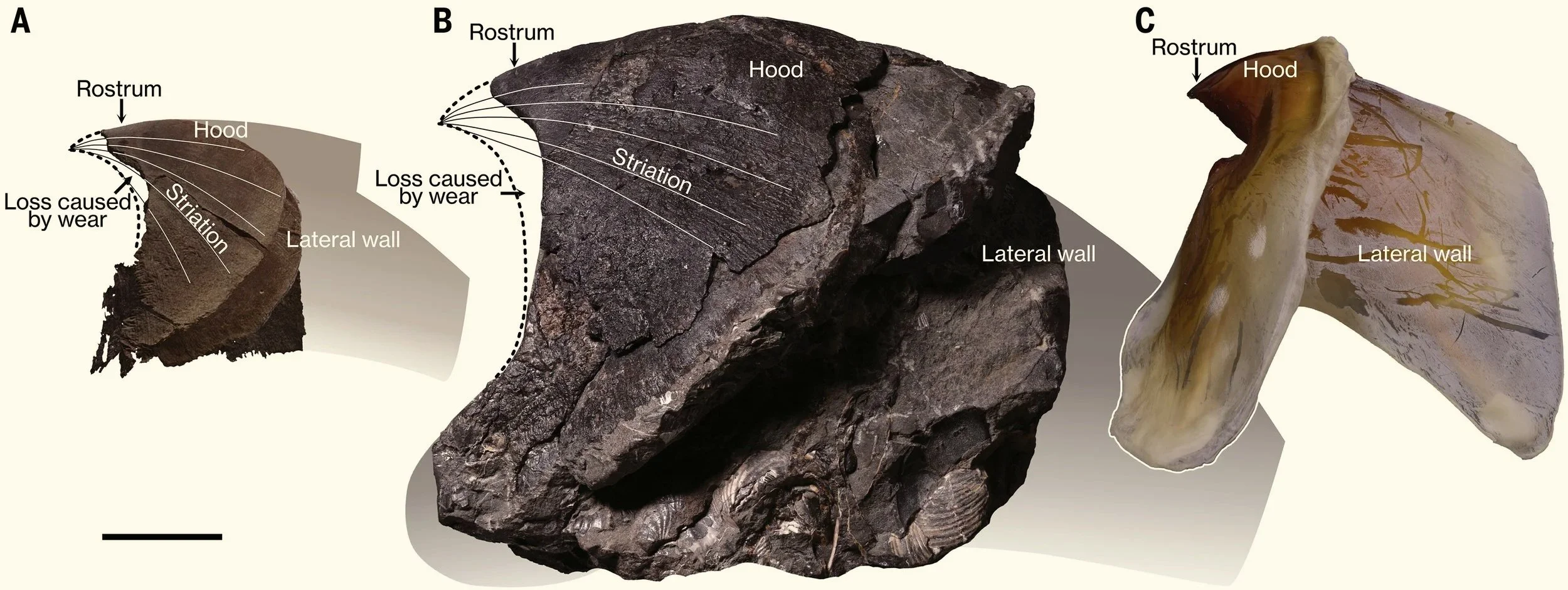 andíbulas inferiores gigantes de pulpos fósiles del Cretácico (A y B) comparadas con la de un calamar gigante actual (C).