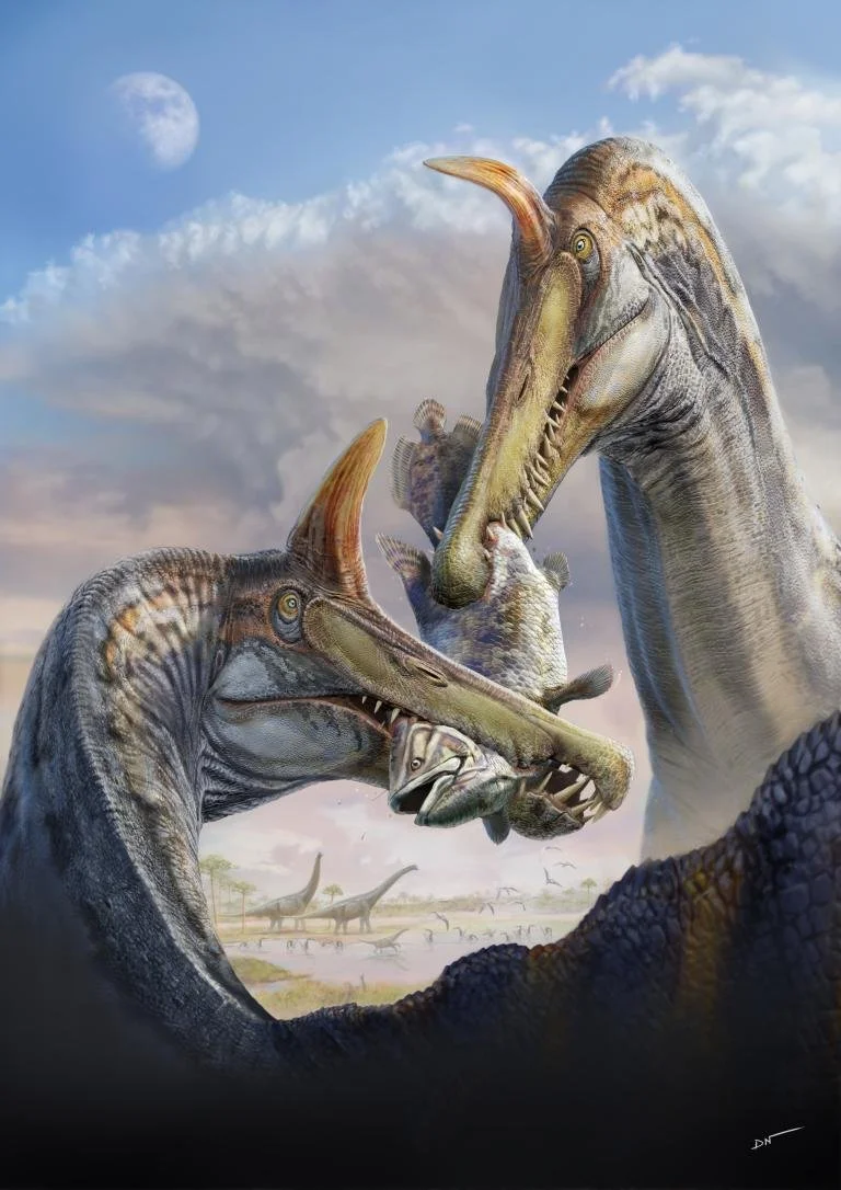 Ilustración de dos Spinosaurus mirabilis disputándose el cadáver de un celacanto en la orilla boscosa de un río hace unos 95 millones de años, en el actual Sáhara de Níger.
