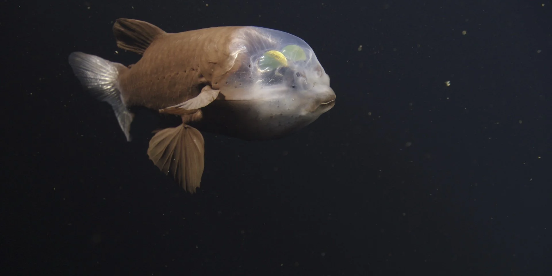 El pez duende (Macropinna microstoma) observa las profundidades a través de su cabeza transparente. Sus ojos verdes pueden girar para seguir a sus presas.