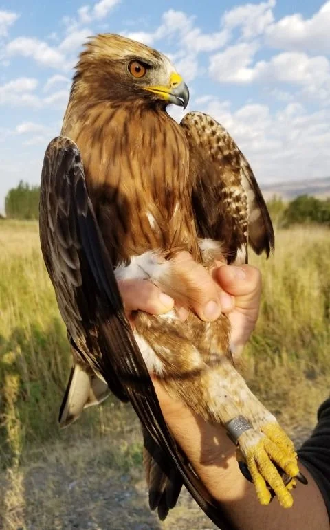 Esta águila calzada fue capturada, equipada con un transmisor GPS-GSM y liberada en Turquía en septiembre de 2021. Su seguimiento puso sobre la mesa un viaje de 11.866 kilómetros entre Eurasia y África.