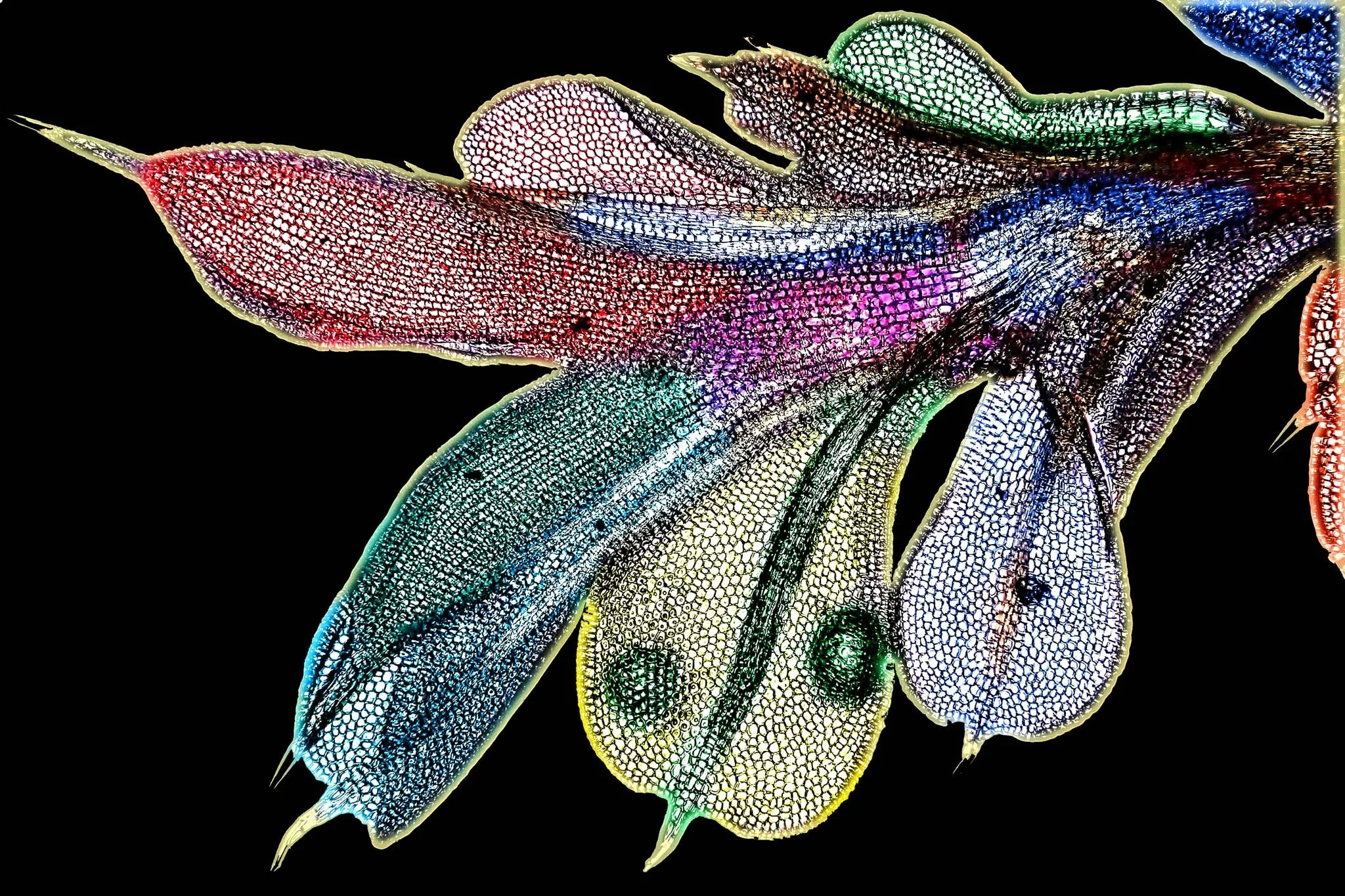 Microfotografía coloreada de Tortula papillosa, una especie de musgo observada con técnicas de microscopía que permiten distinguir con detalle la organización de sus tejidos.