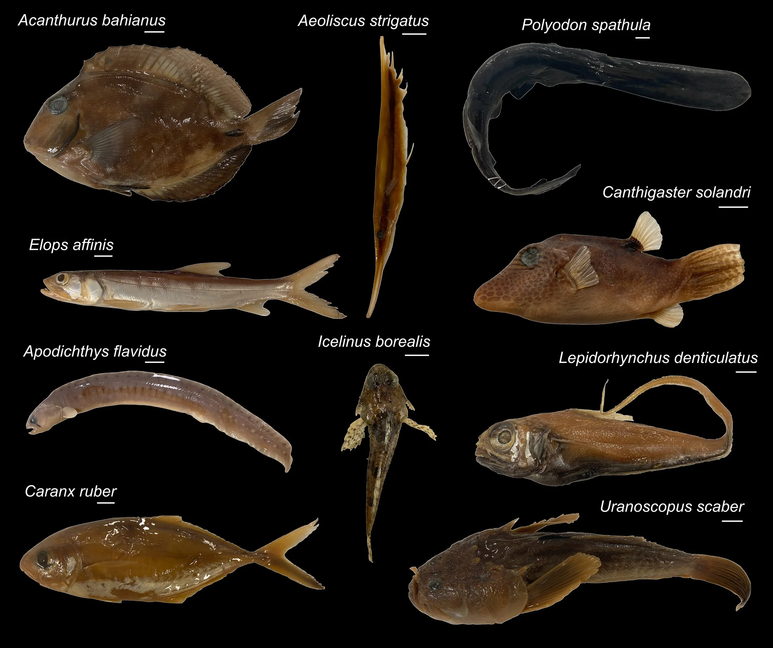 Algunas de las especies de actinopterigios analizadas en el estudio, que comparó la forma del cerebro y la cavidad interna del cráneo en 86 especies actuales.
