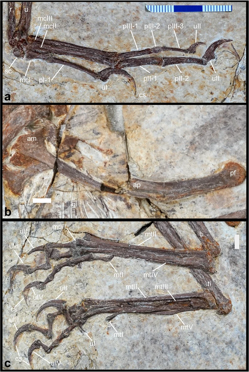 Detalles del esqueleto del Norellraptor barsboldi: la mano derecha (a), el pubis (b) y los pies (c).