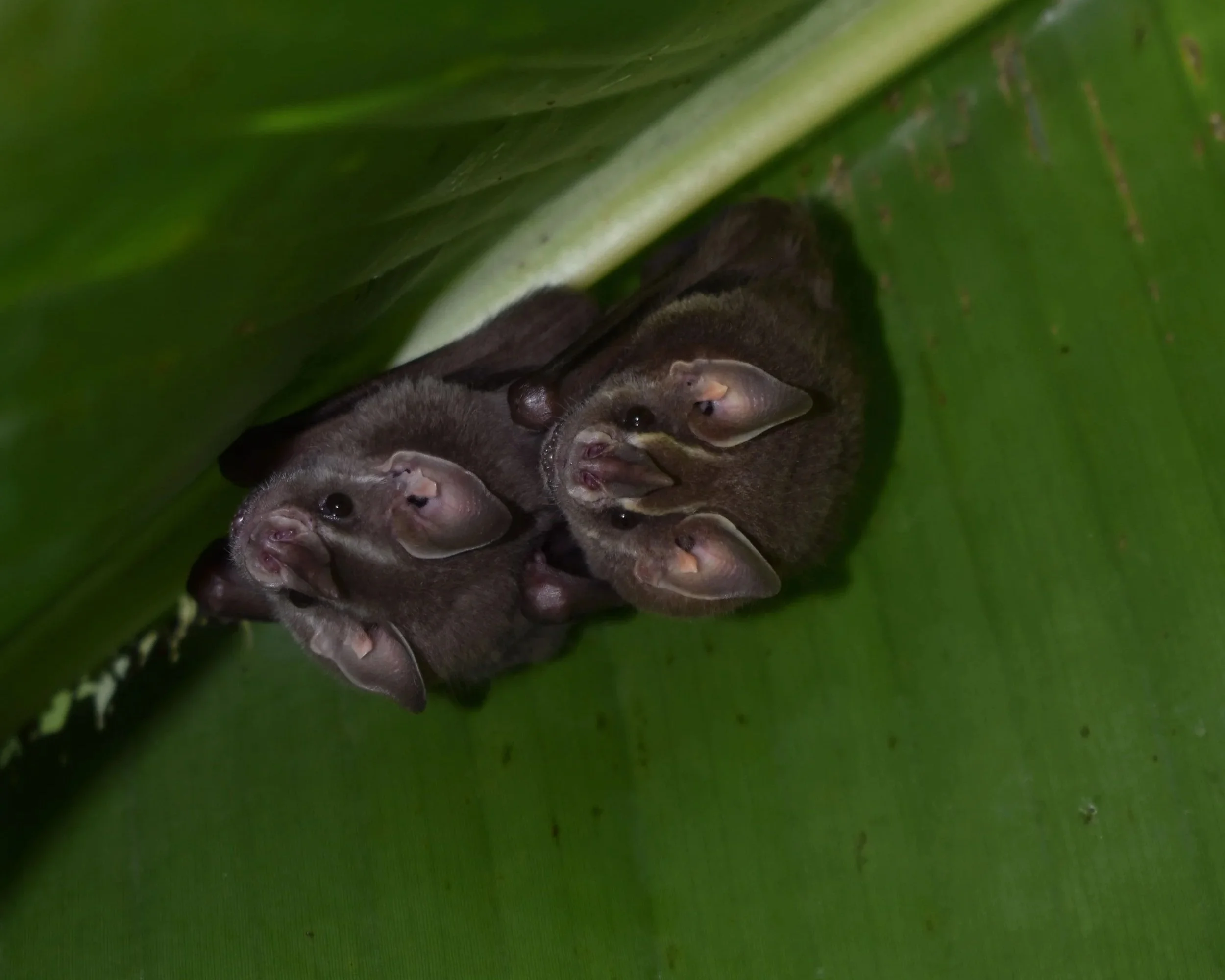 Los murciélagos aparecieron más de 100 millones de años después de que algunos insectos jurásicos comenzaran a comunicarse mediante ultrasonidos.