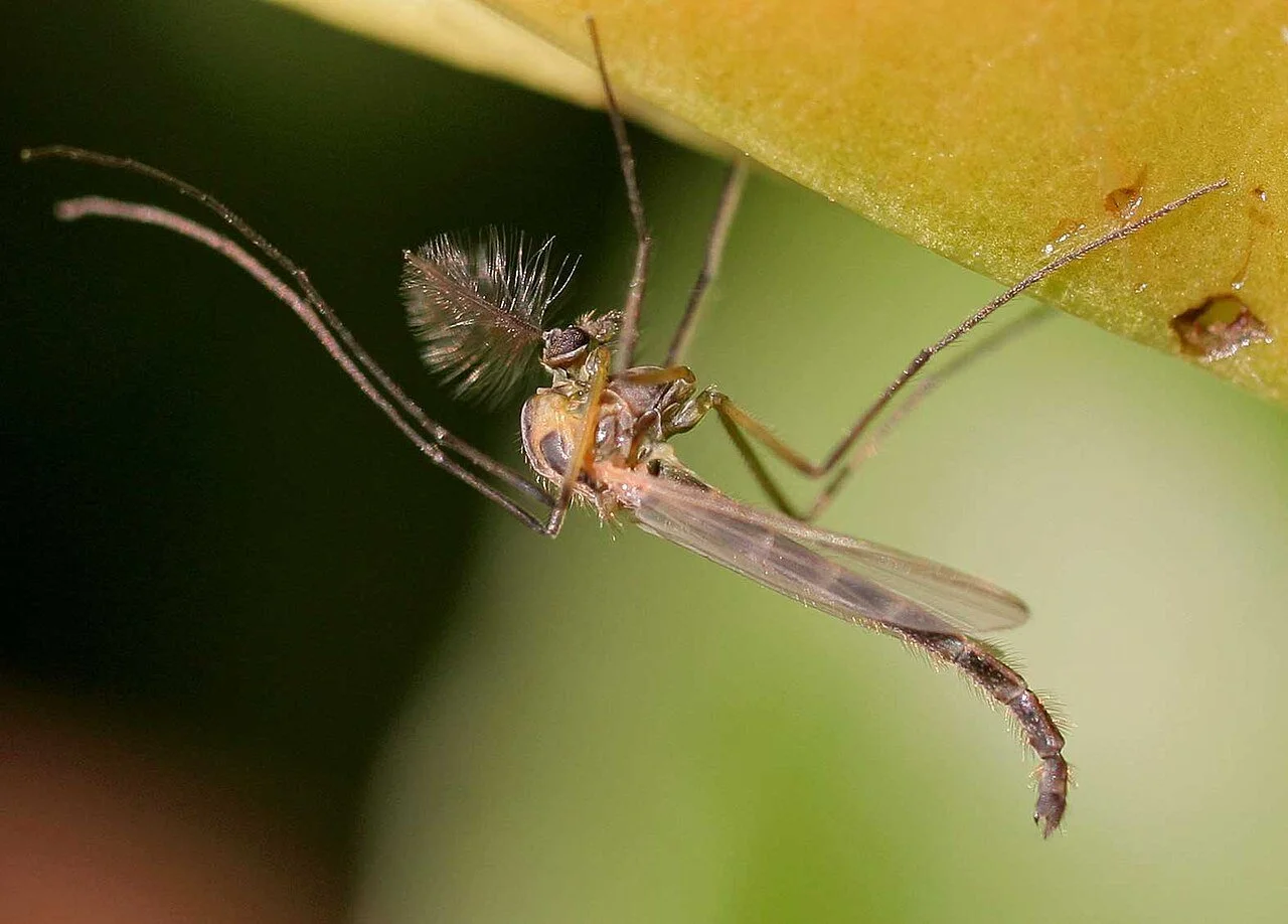Macho de Chironomus plumosus, un pequeño insecto de la familia Chironomidae. Insectos de este grupo constituyen la principal presa de Saxifraga candelabrum.