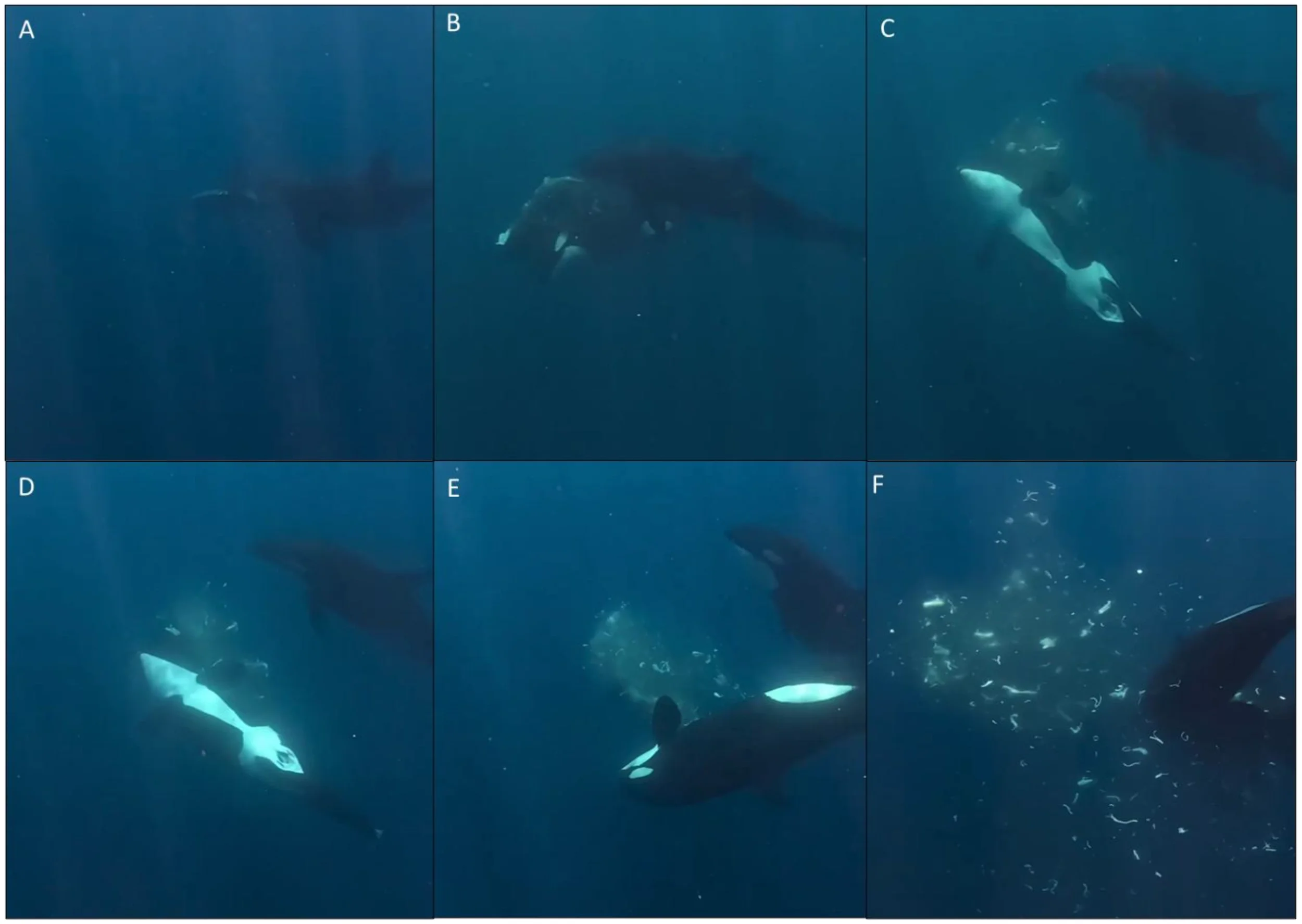 Una orca sostiene al pez luna de cola afilada con la boca mientras un segundo ejemplar lo embiste violentamente.