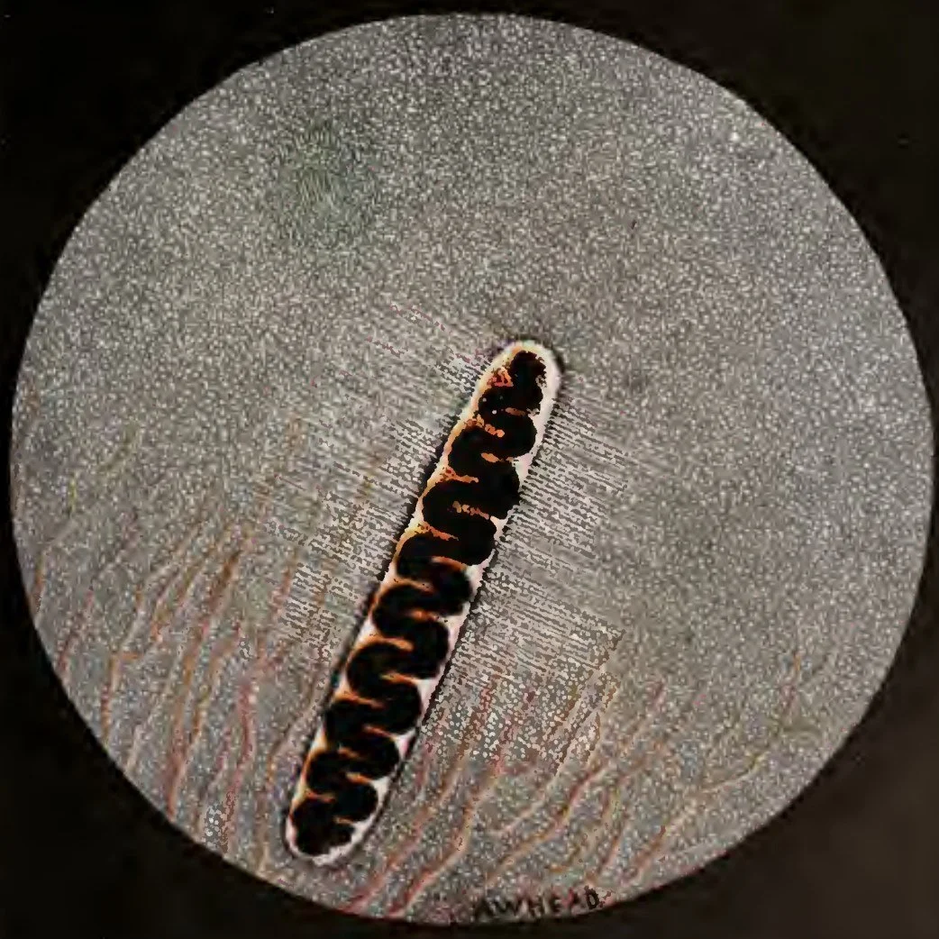 Pecten oculi de un +martinete común, huaco o guaco (Nycticorax nycticorax).