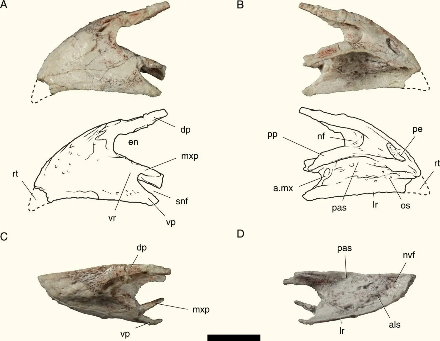 Premaxilar izquierdo de Sonselasuchus cedrus (PEFO 47068/UWBM 119072) mostrado en vistas lateral, medial, dorsal y ventral. La línea discontinua indica el margen reconstruido a partir de otro espécimen del yacimiento.