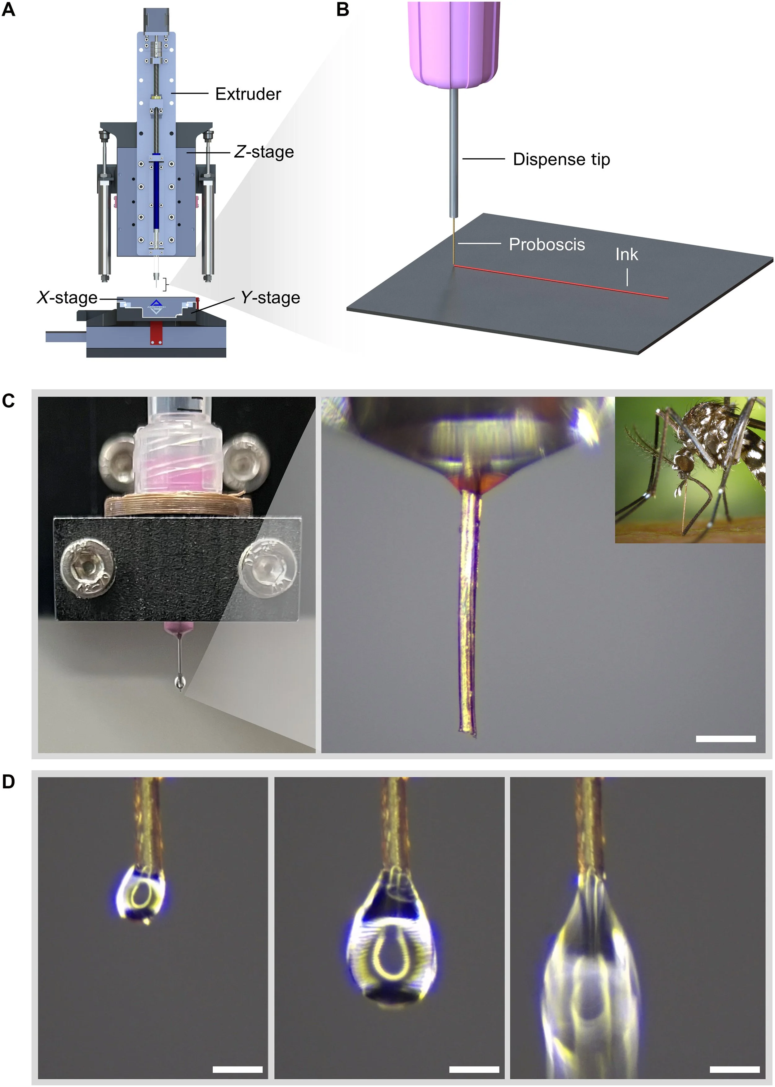 Esquema y demostración de la «necroimpresión» 3D: una probóscide de mosquito hembra, acoplada a una boquilla convencional mediante resina, actúa como conducto microscópico capaz de extruir biotinta con gran precisión.