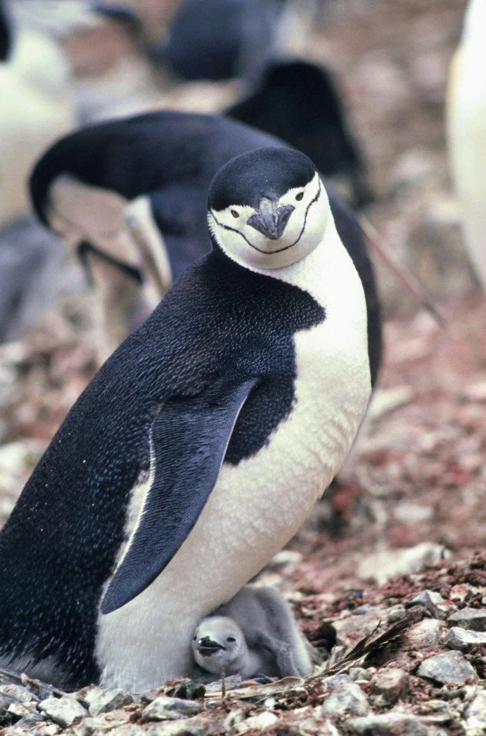 El pingüino de barbijo (Pygoscelis antarcticus) se alimenta principalmente de kril, una especialización que lo hace vulnerable cuando escasea este pequeño crustáceo.
