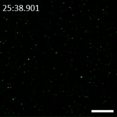 Secuencia de microscopía que muestra la manipulación magnética de los nanorrobots en un cultivo celular 72 horas después de su aplicación.