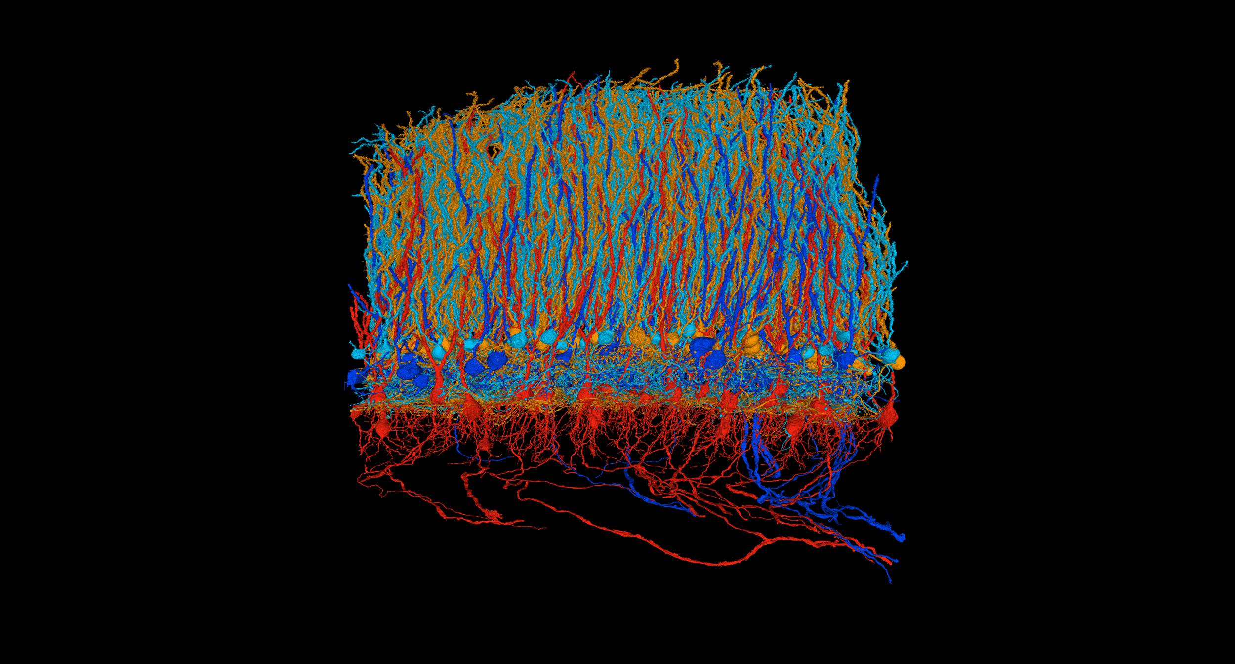 Distintos tipos de neuronas del lóbulo electrosensorial ayudan al pez eléctrico a filtrar el «ruido» generado por sus propios pulsos y a conservar las señales relevantes del entorno.