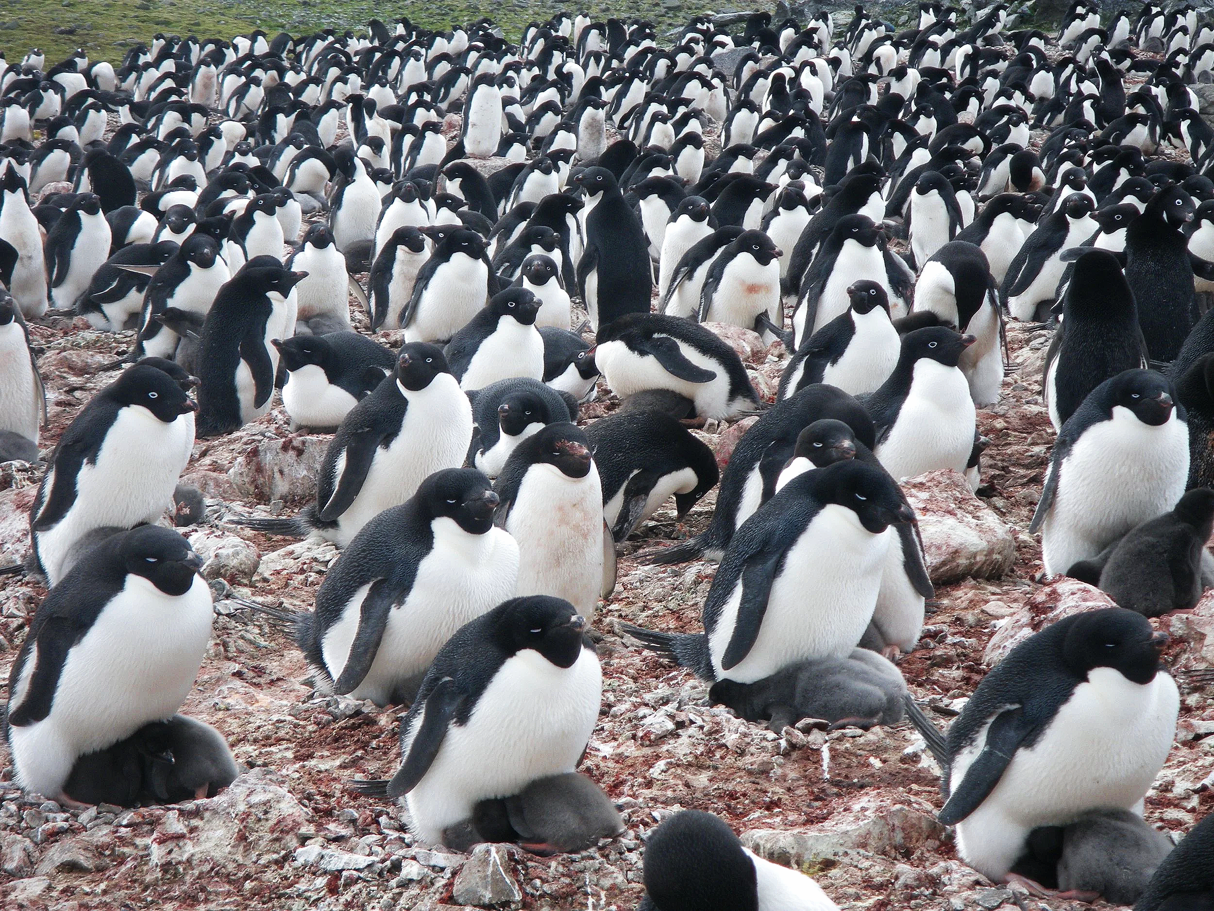 Colonia de pingüinos de Adelia en la isla Rey Jorge (Antártida). El color de sus excrementos, observado desde satélites, se ha convertido en un valioso indicador de cómo el cambio climático está alterando la cadena alimentaria del continente blanco.