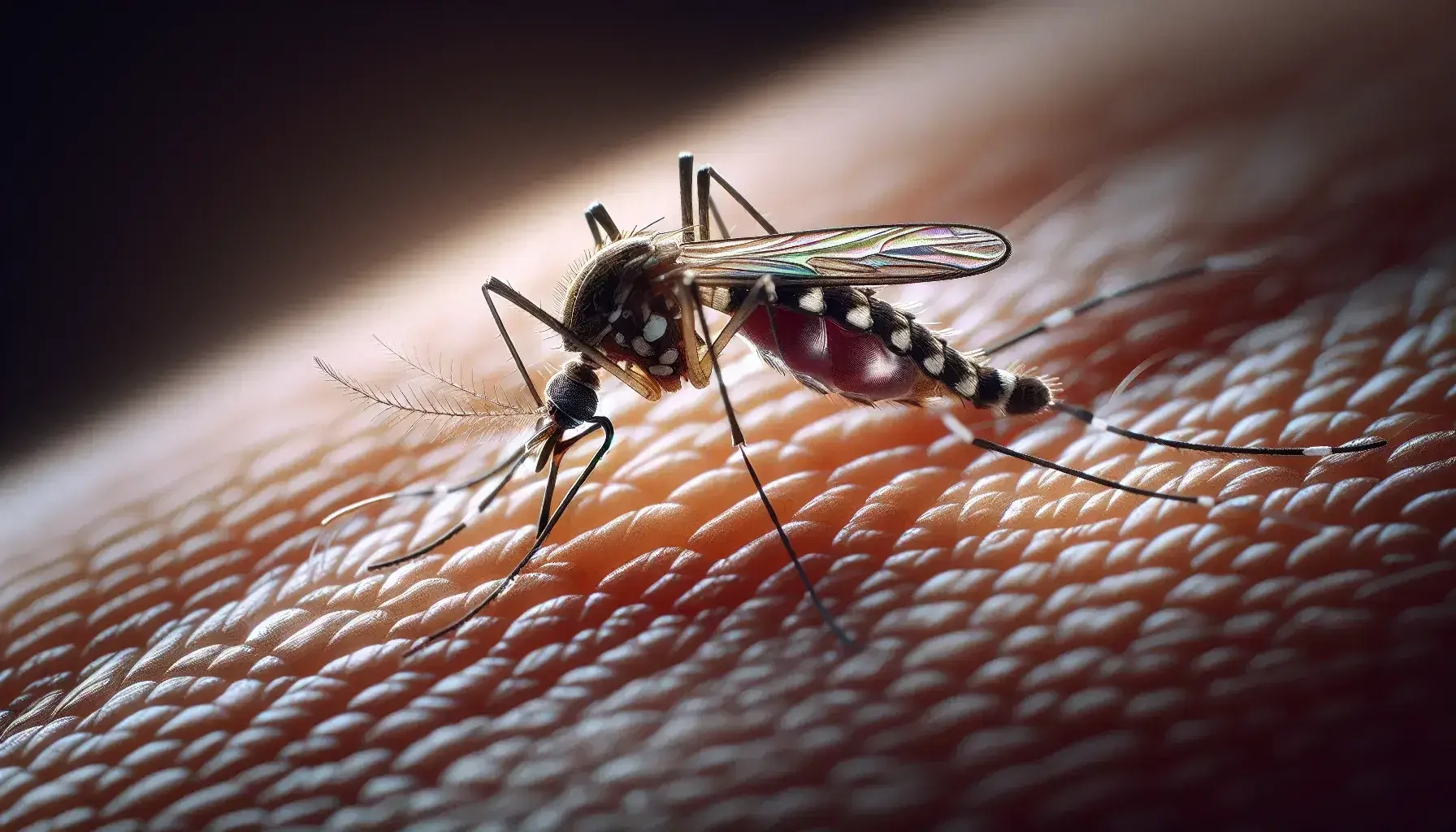 El Aedes aegypti Mosquito Cell Atlas no es solo un catálogo, sino una herramienta clave para comprender la biología del mosquito que causa más de 700.000 muertes al año mediante las enfermedades que transmite.