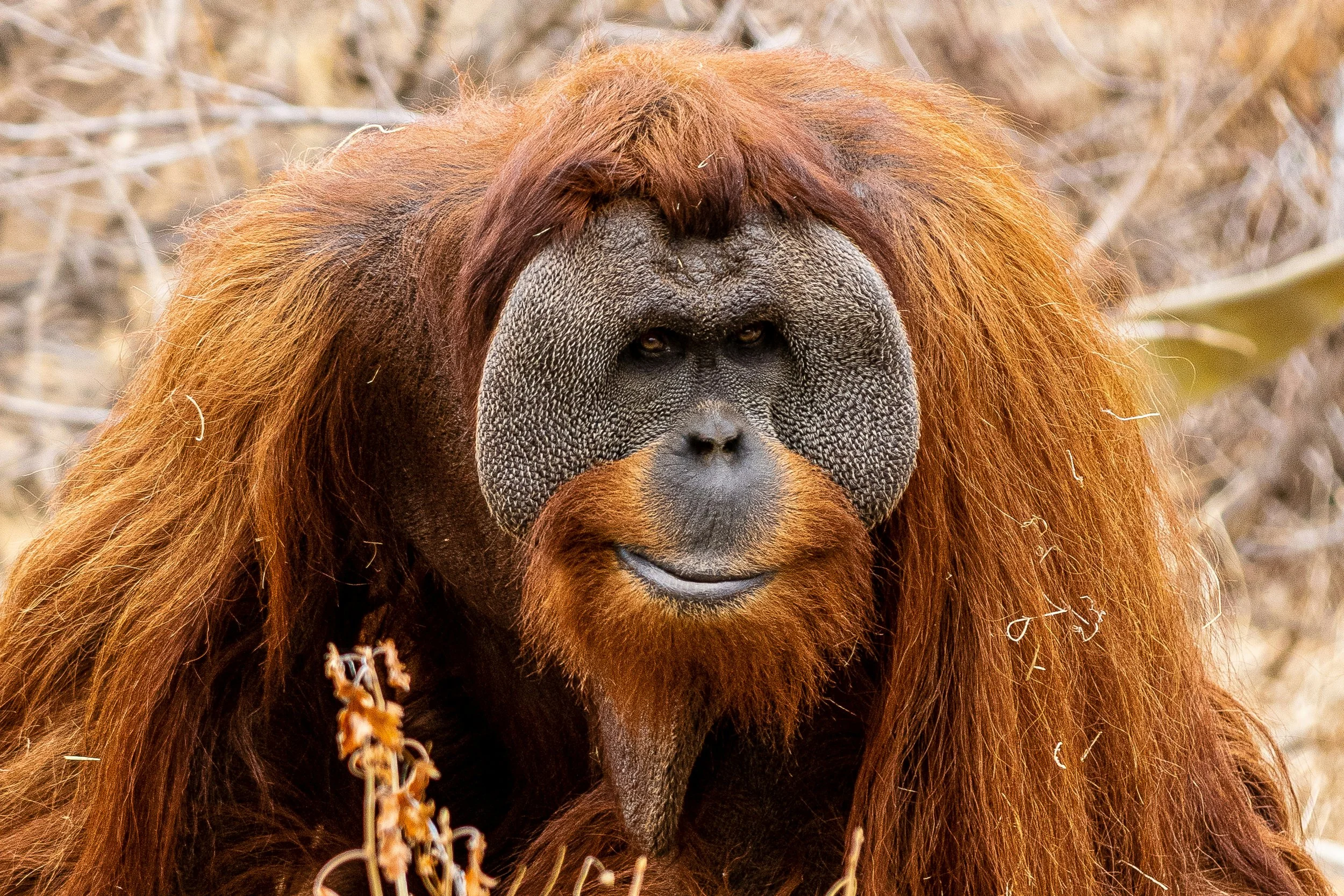 Los orangutanes también producen vocalizaciones similares a la risa cuando juegan o reciben cosquillas. Estas expresiones forman parte de un antiguo sistema de comunicación emocional que la evolución ha conservado en nuestra familia de primates.