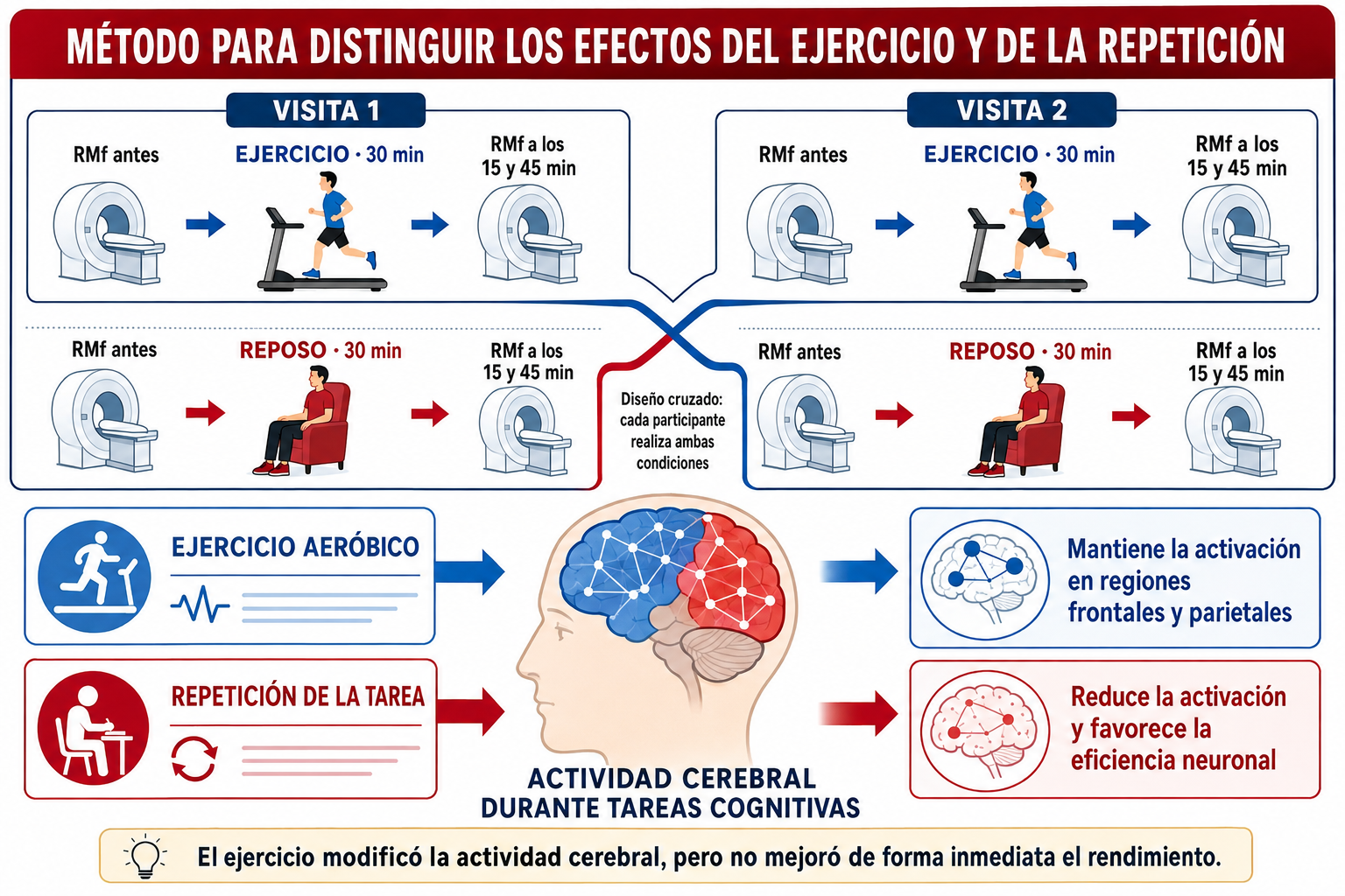 La infografía resume el diseño cruzado del estudio, que permitió distinguir los cambios cerebrales provocados por el ejercicio de los asociados a la repetición de la tarea.