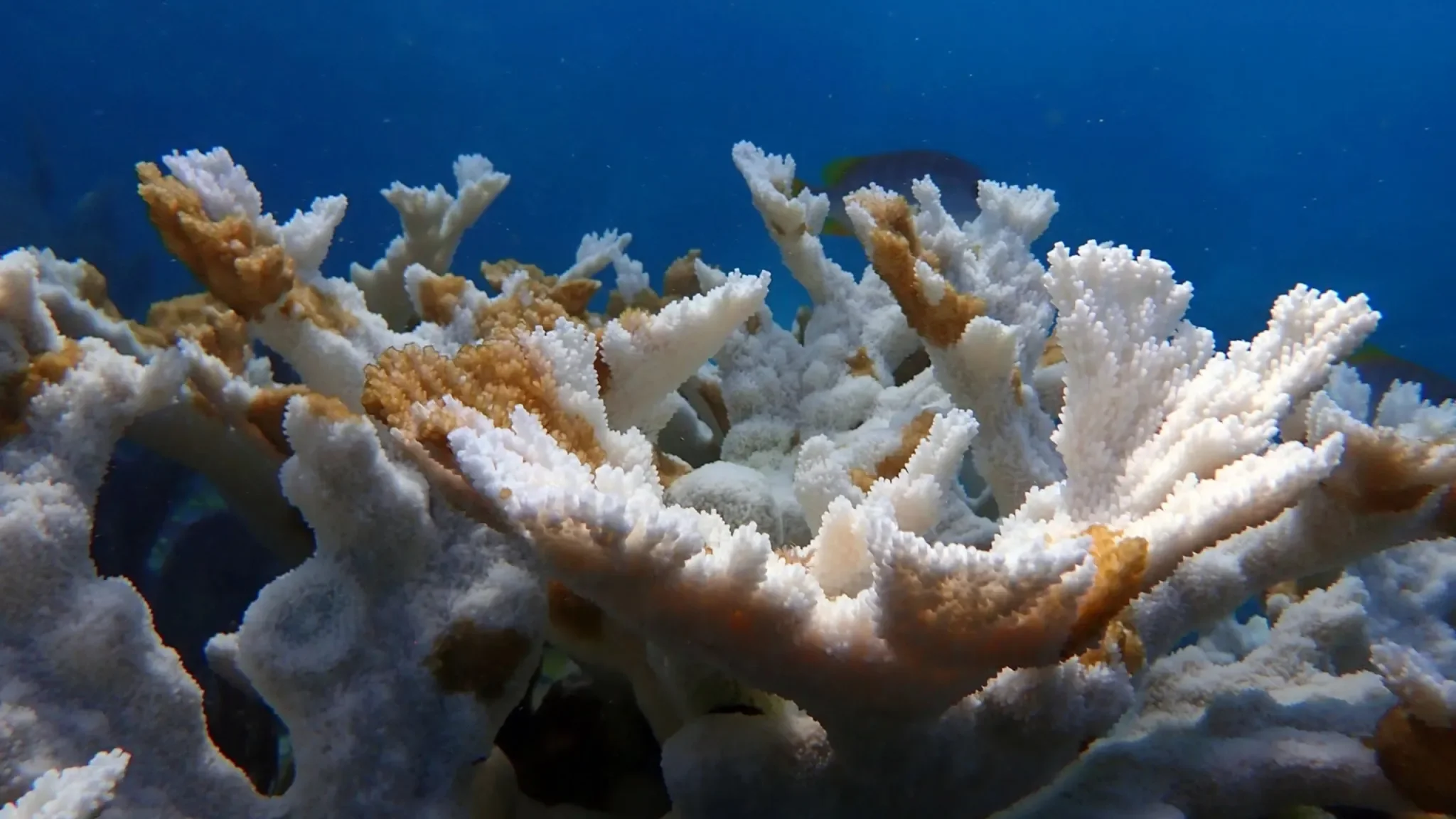 Coral cuerno de alce muerto en el arrecife Sombrero, en los Cayos de Florida. Las zonas blancas muestran el blanqueamiento, mientras que las manchas marrones y anaranjadas corresponden a tejido que ha muerto.