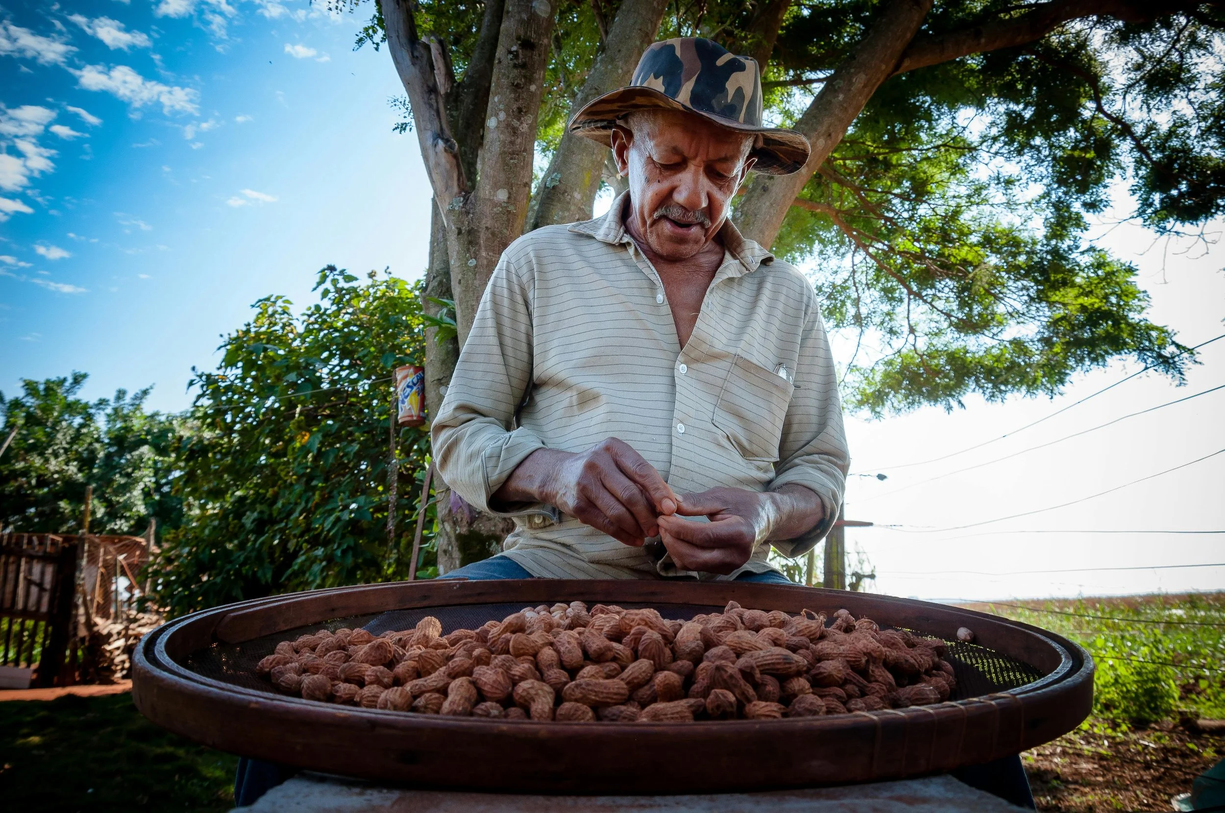 Un agricultor manipula cacahuetes recién recolectados. La alergia a este alimento afecta aproximadamente a entre el 1% y el 2% de la población y puede provocar reacciones graves.
