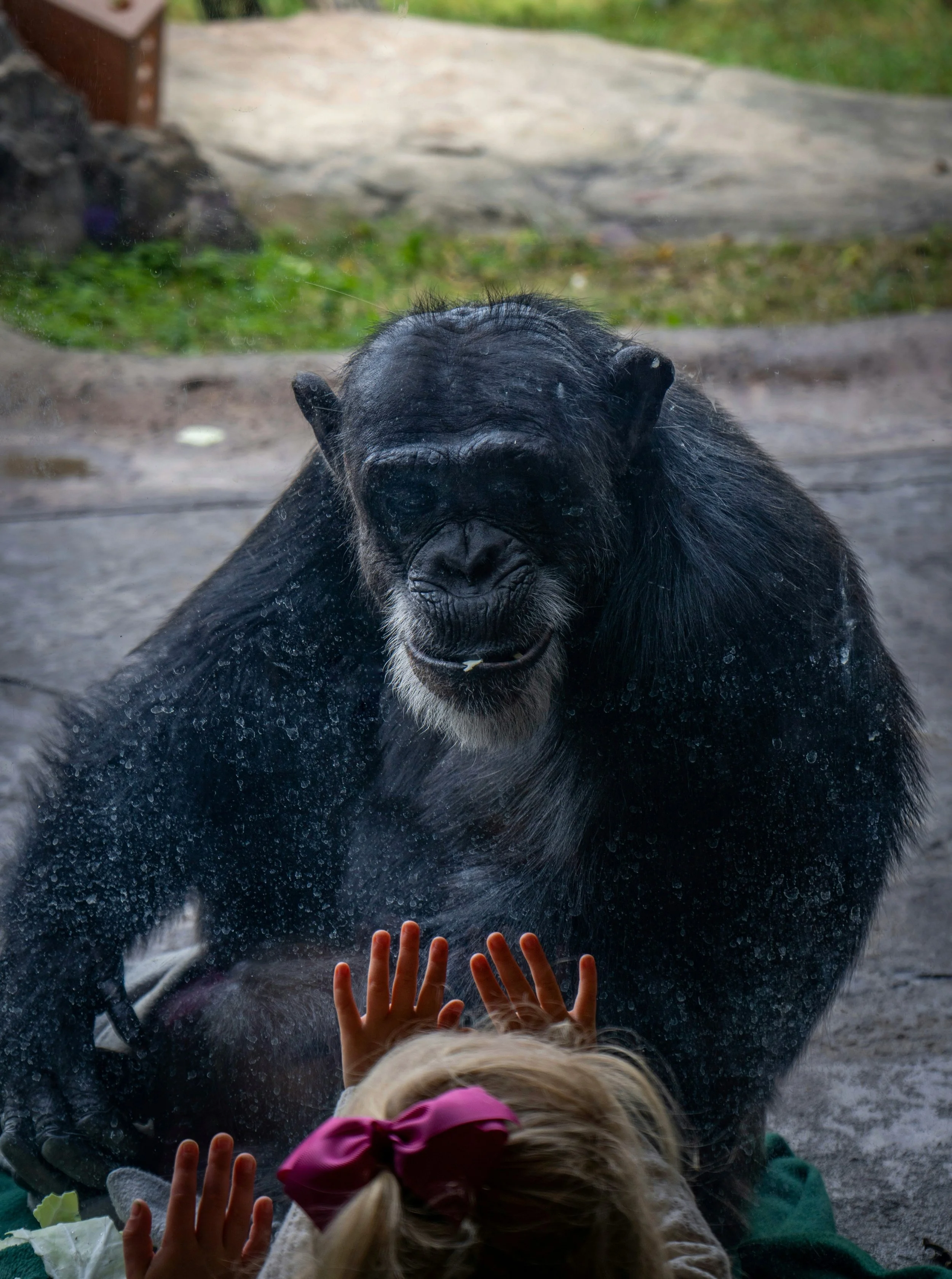 Los chimpancés utilizan una risa característica durante el juego y las interacciones sociales.