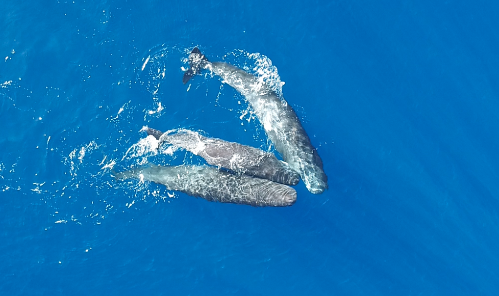 Tres cachalotes interactúan en la superficie en una escena captada por un dron, donde los cabezazos podrían responder a competencia sexual entre machos, conductas de dominancia o incluso a formas de juego y aprendizaje propias de individuos jóvenes.