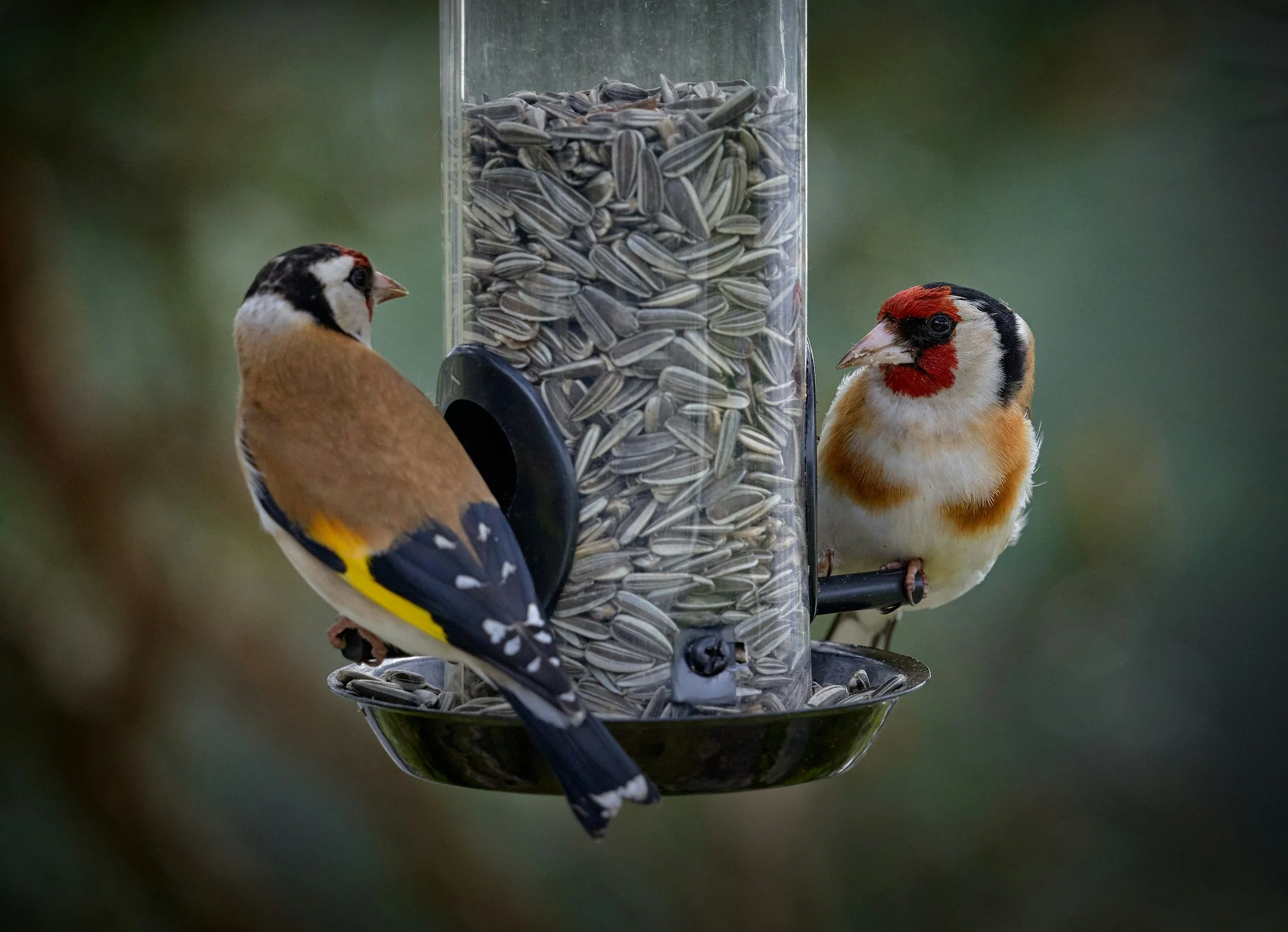 Dos jilgueros se alimentan en un comedero. Este sencillo contacto cotidiano con las aves puede despertar emociones positivas, reducir el estrés y reforzar nuestra conexión con la naturaleza.