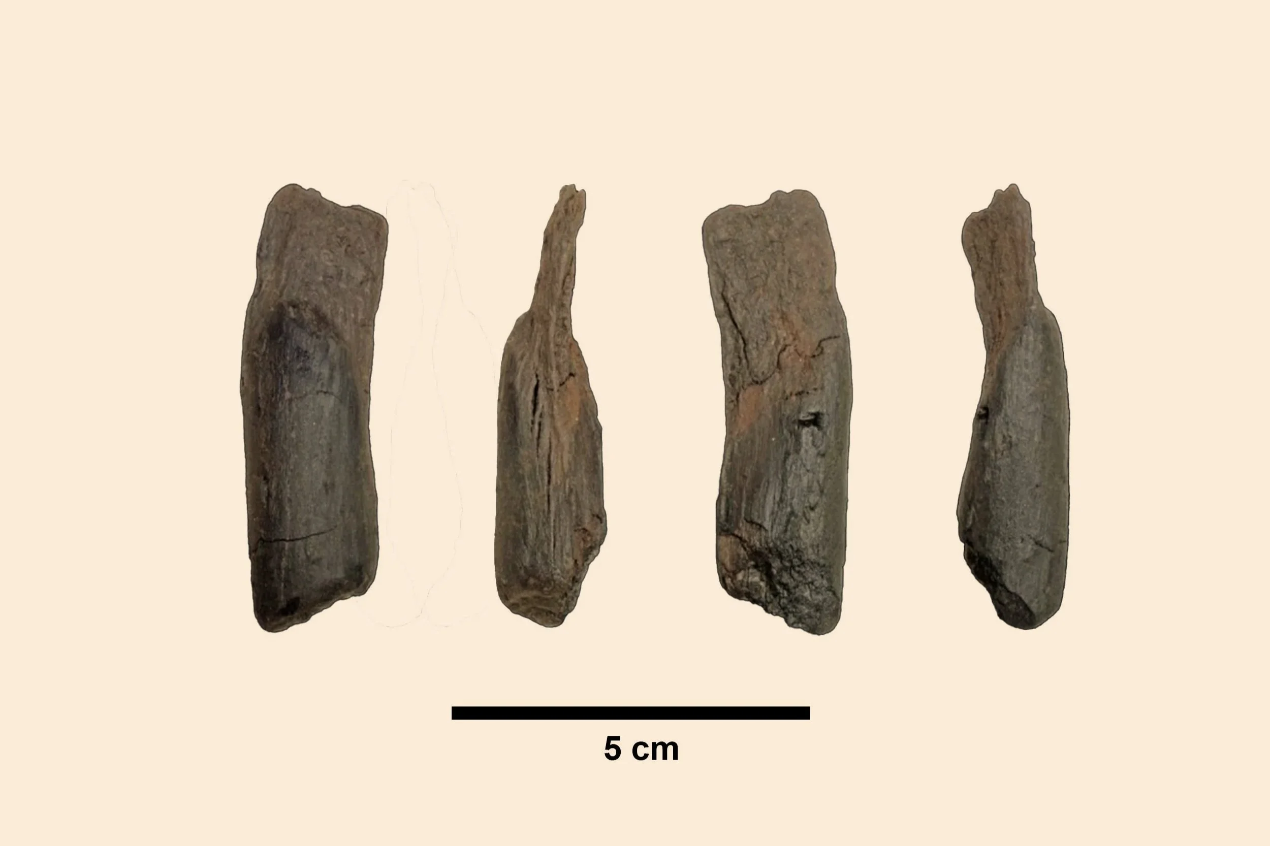Pequeña herramienta de madera, un nuevo tipo de útil humano documentado por primera vez en el yacimiento griego de Marathousa 1, con una antigüedad de 430.000 años; su función exacta aún se desconoce.