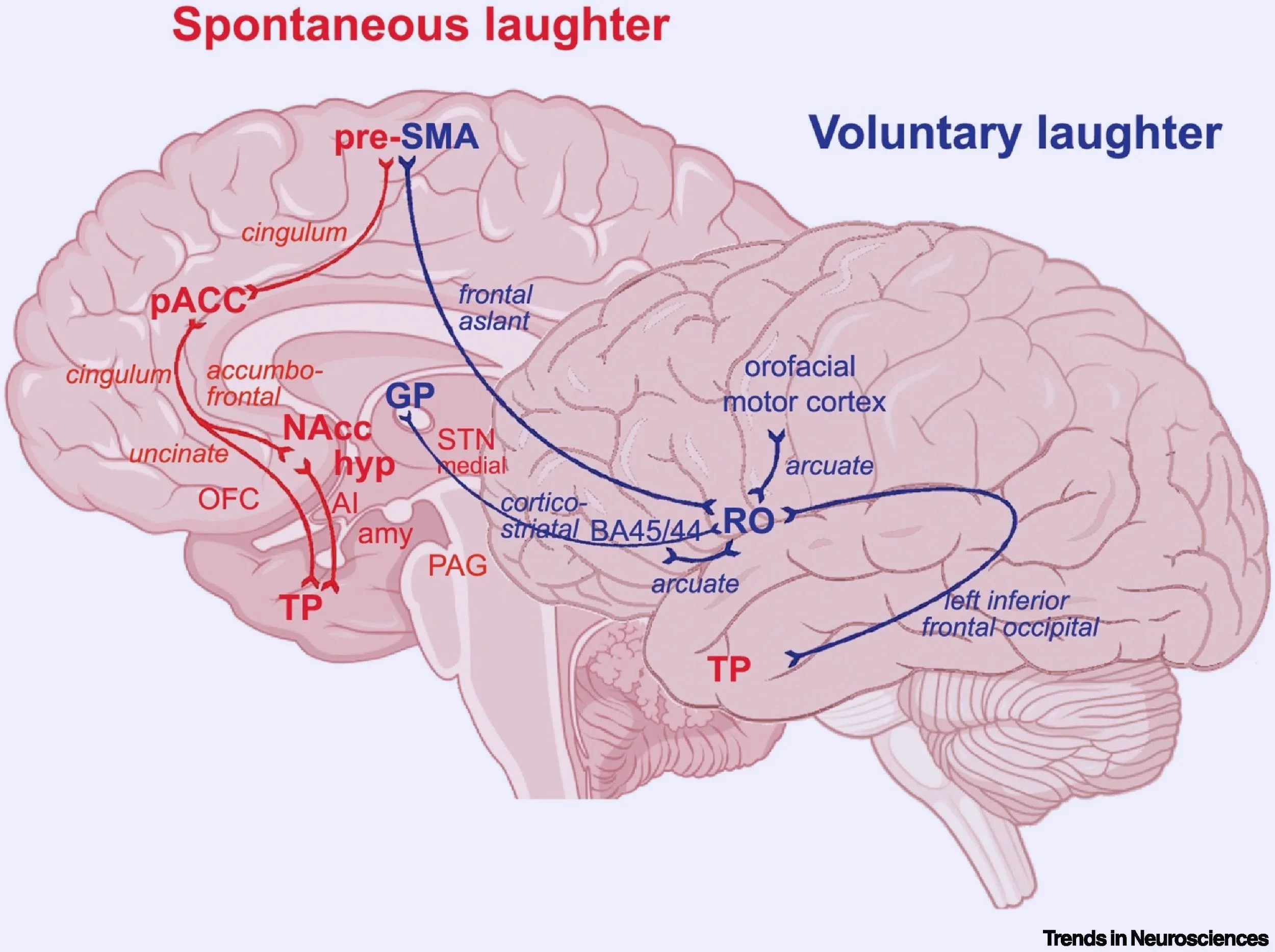 La vía emocional o espontánea (en rojo) involucra regiones asociadas al placer, las emociones y los vínculos sociales, mientras que la vía voluntaria (en azul) utiliza circuitos relacionados con el lenguaje, el control motor y la comunicación.