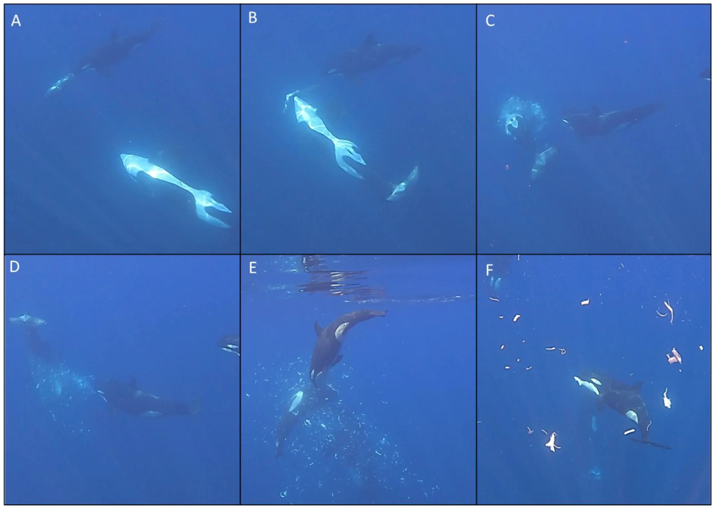 Una orca adulta sujeta un pez luna de cola afilada mientras un segundo adulto lo embiste a gran velocidad, provocando que su cuerpo se fragmente en numerosos trozos.