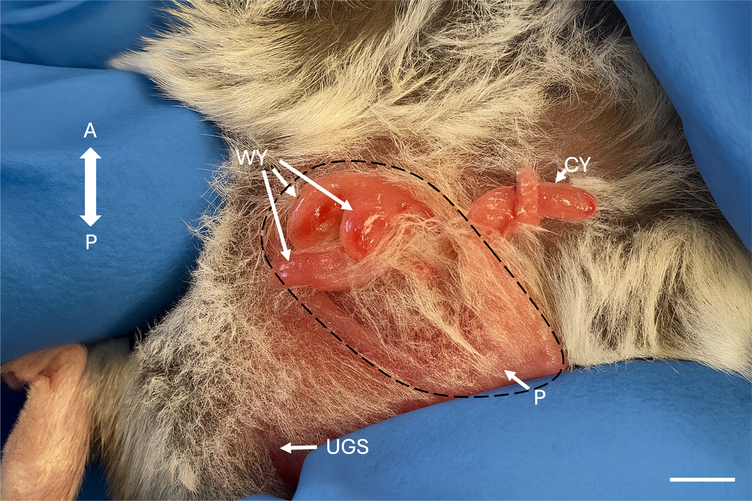 Crías de dunnart de cola gorda recién nacidas se mueven activamente hacia la bolsa materna: tres de ellas buscan los pezones girando la cabeza dentro de la bolsa, mientras otra trepa aún por el borde de la abertura.