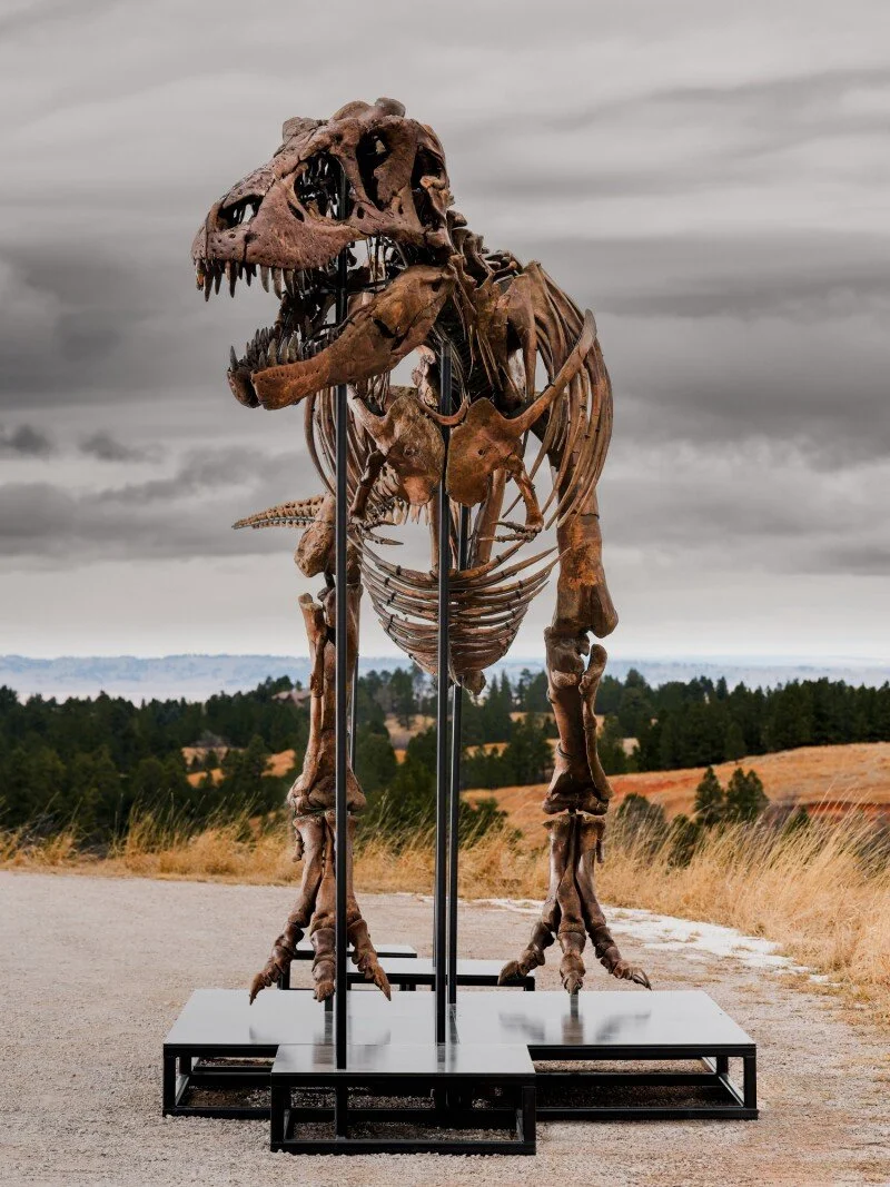 Gus, el T. rex más caro de la historia, fue subastado en 2026 por 50,1 millones de dólares.