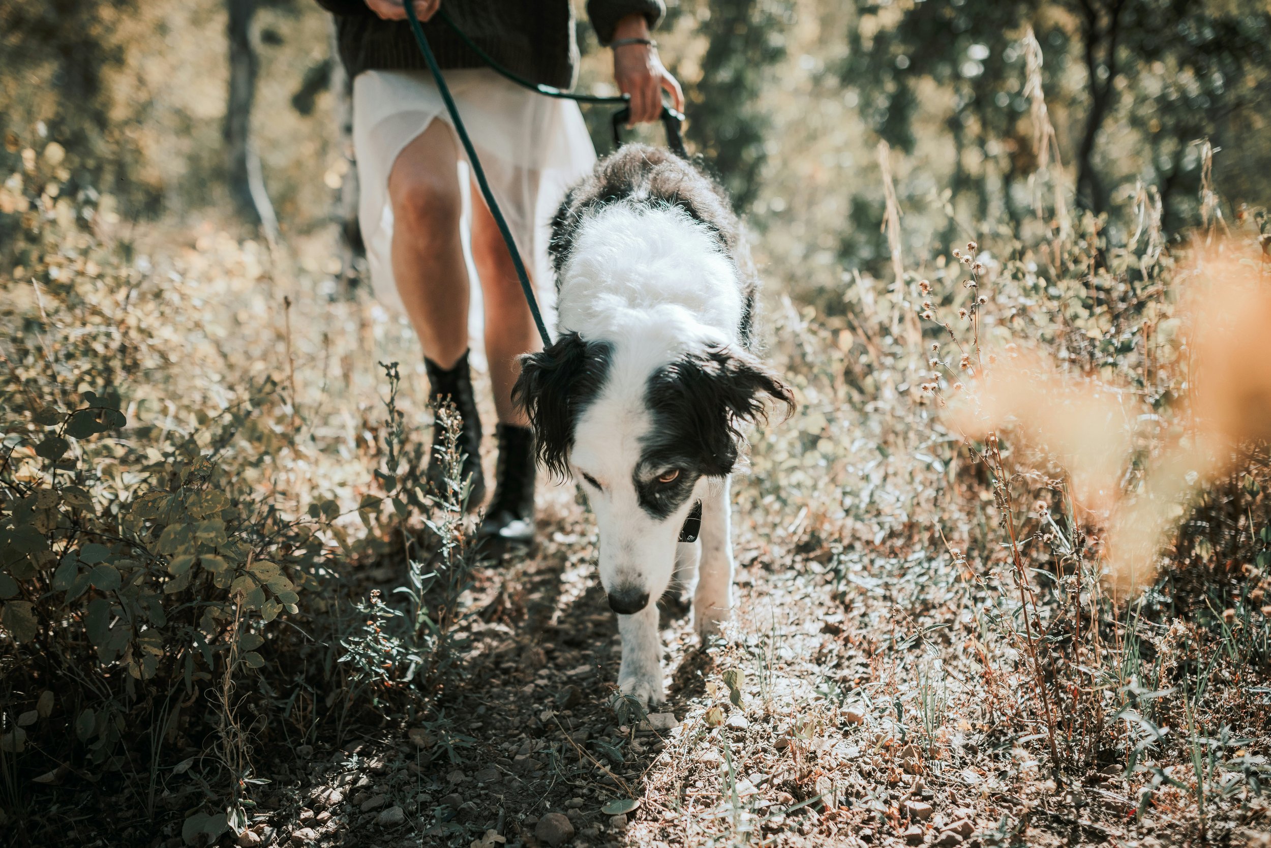 Al igual que ocurre en las personas con alzhéimer, la marcha puede convertirse en una ventana al estado del cerebro. Los científicos recomiendan consultar al veterinario si un perro comienza a caminar con pasos cada vez más cortos.