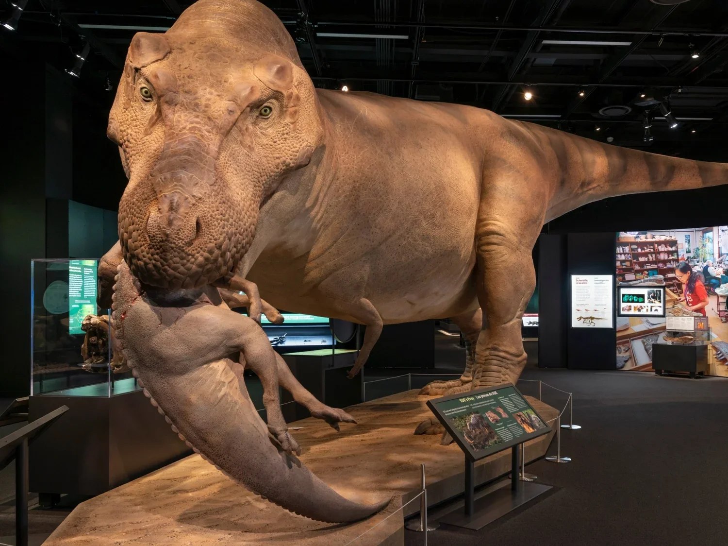 Reconstrucción hiperrealista de Sue, el Tyrannosaurus rex más completo jamás descubierto, en la exposición itinerante SUE: The T. rex Experience, del Field Museum de Chicago.