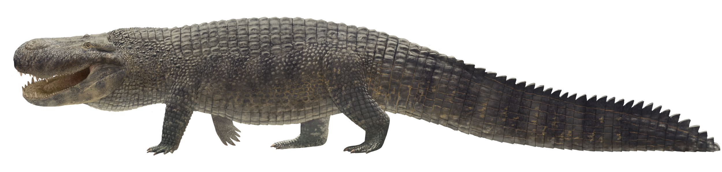 Reconstrucción de un Purussaurus brasiliensis, una especie de caimán gigante aún mayor que el Purussaurus neivensis. Este formidable depredador del Mioceno sudamericano habría desarrollado una fuerza de mordida cercana a los 69.000 newtons